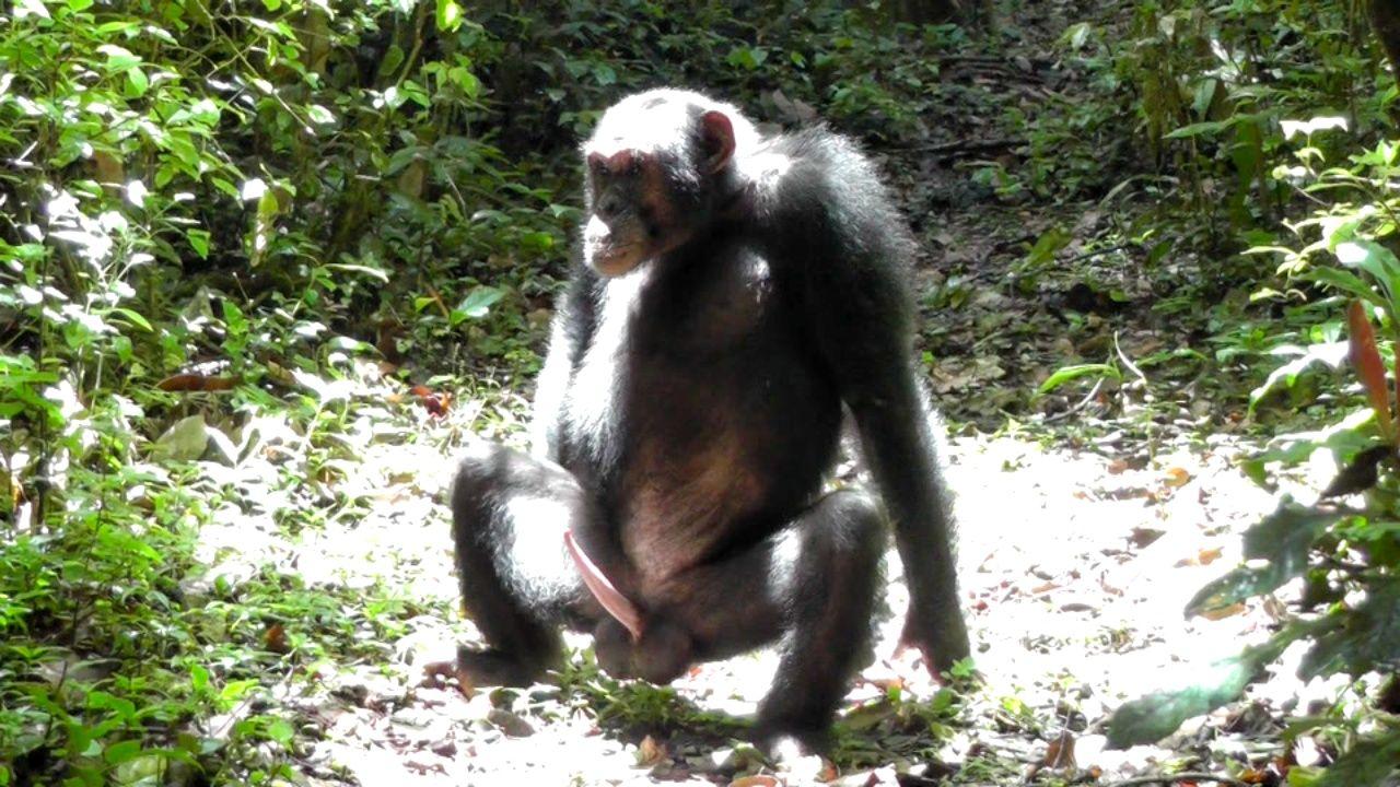 Chimpanzee HD Desktop Wallpaper