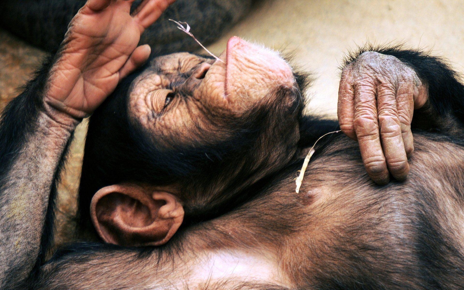 Chimpanzee HD Wallpaper