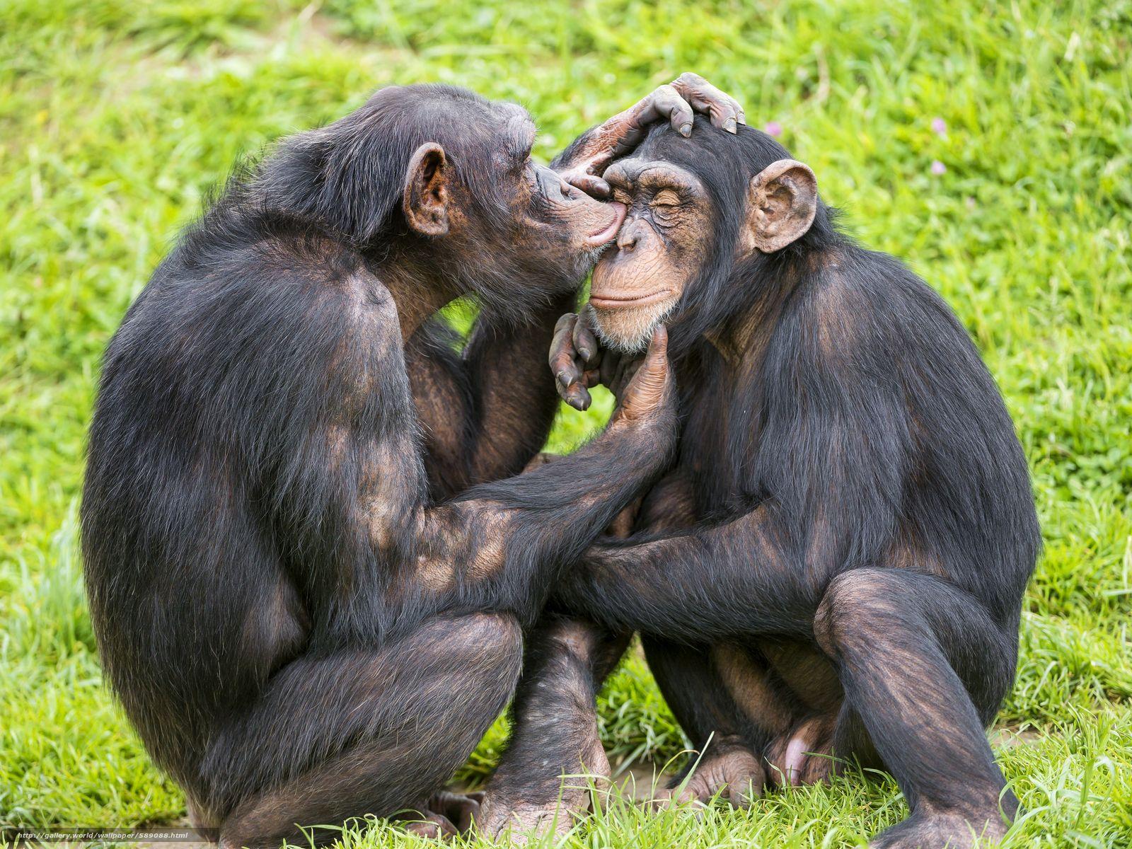 Download wallpaper chimpanzees, primates, animals free desktop