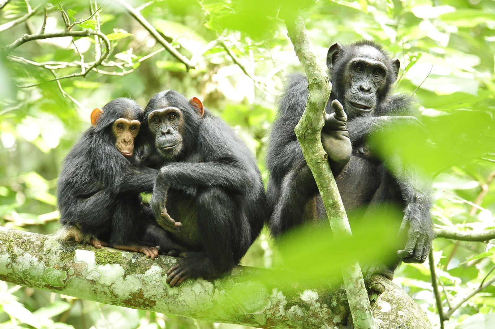 Wallpaper HD Wallpaper › Chimpanzees