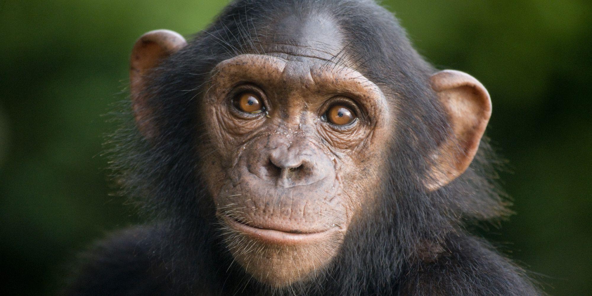 Top HD Chimpanzee Wallpaper. Animals HD.96 KB