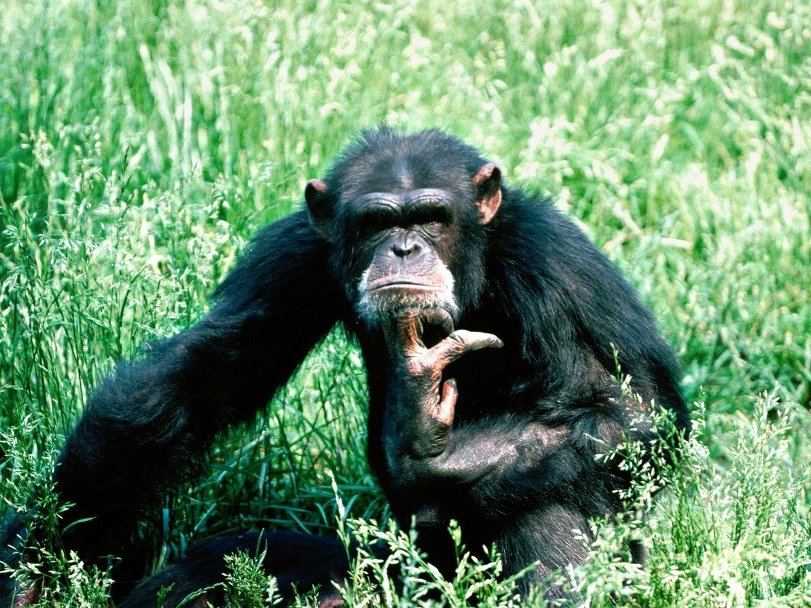 Wallpaper Chimpanzees, Small, Sit HD, Picture, Image