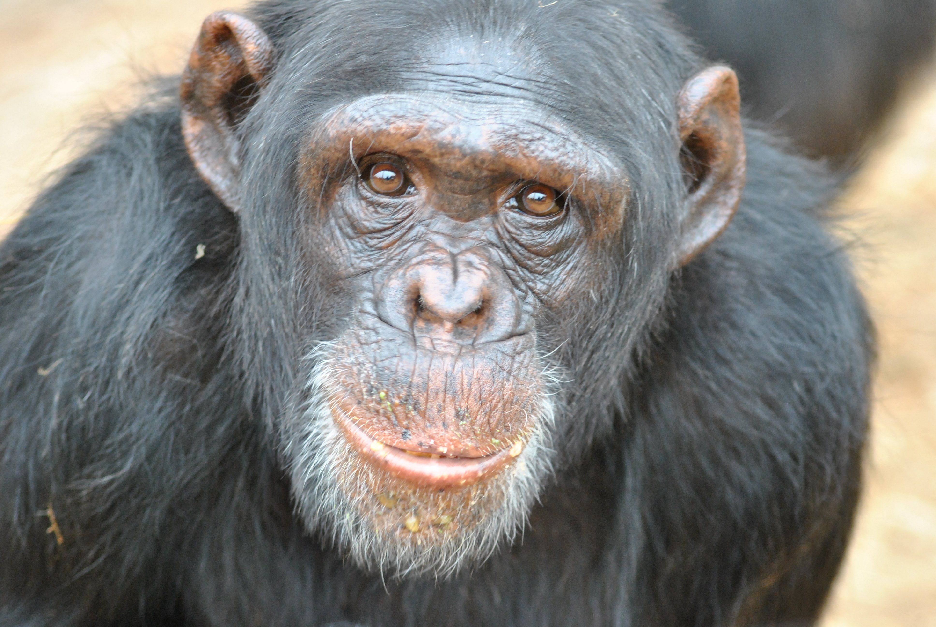 Chimpanzee