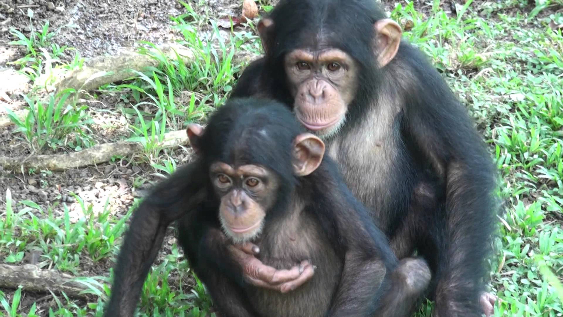 Baby Chimps in Love