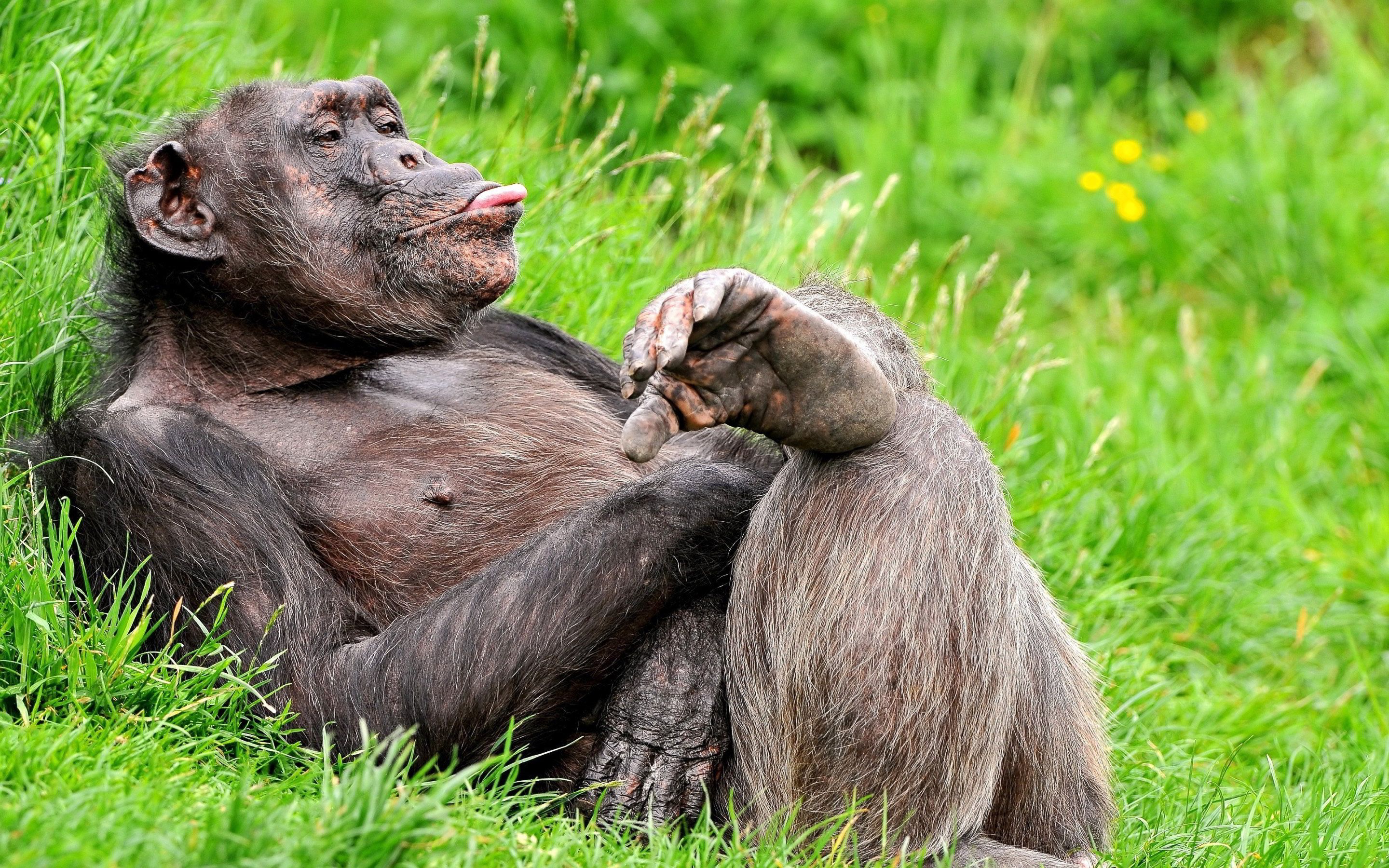 Tag Archived of Chimpanzees In The Wild Wallpaper