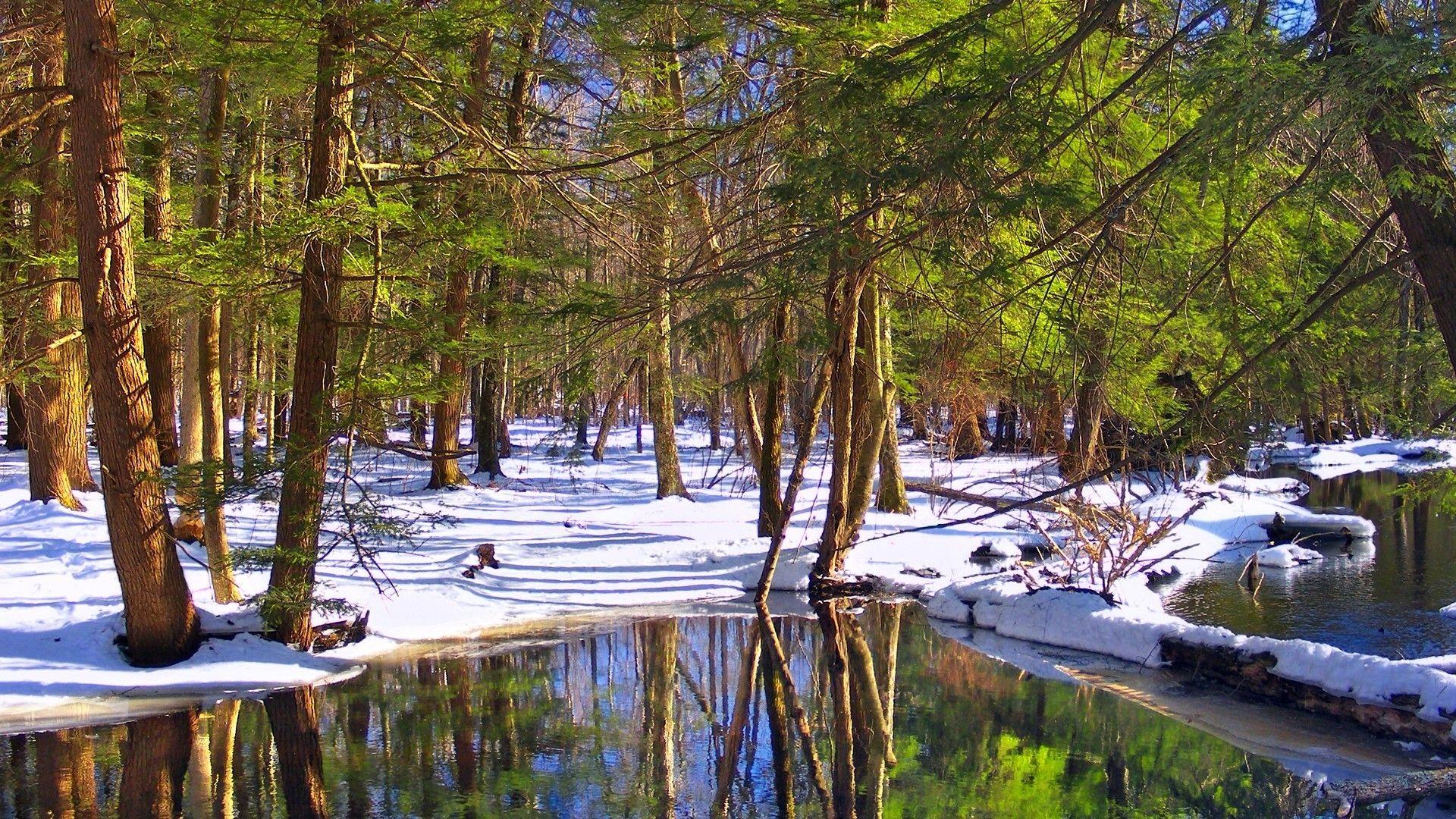 Forests: Snow State Nature Forest Lagoons Winter Delaware