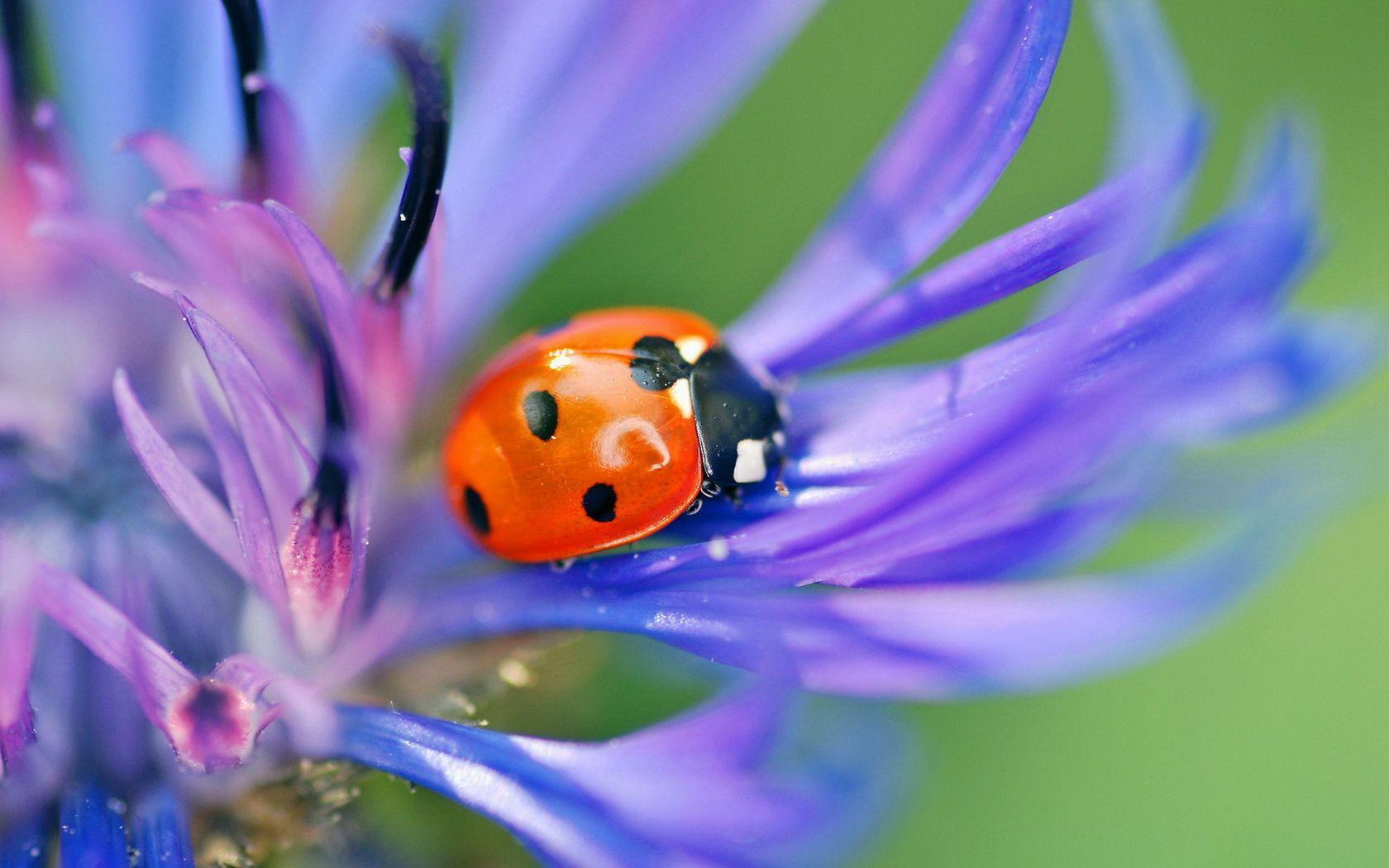 Ladybird Wallpaper, Live Ladybird Pics, PC, GuoGuiyan Collection