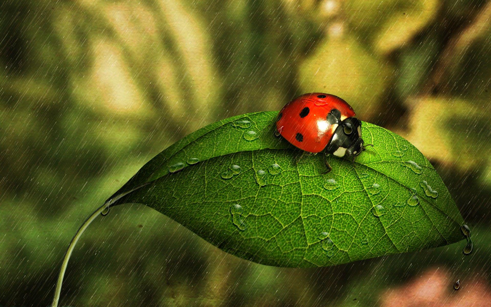 Cute Cartoon Red Ladybug Wallpaper Background Design. Stock Photo, Picture  and Royalty Free Image. Image 4040901.