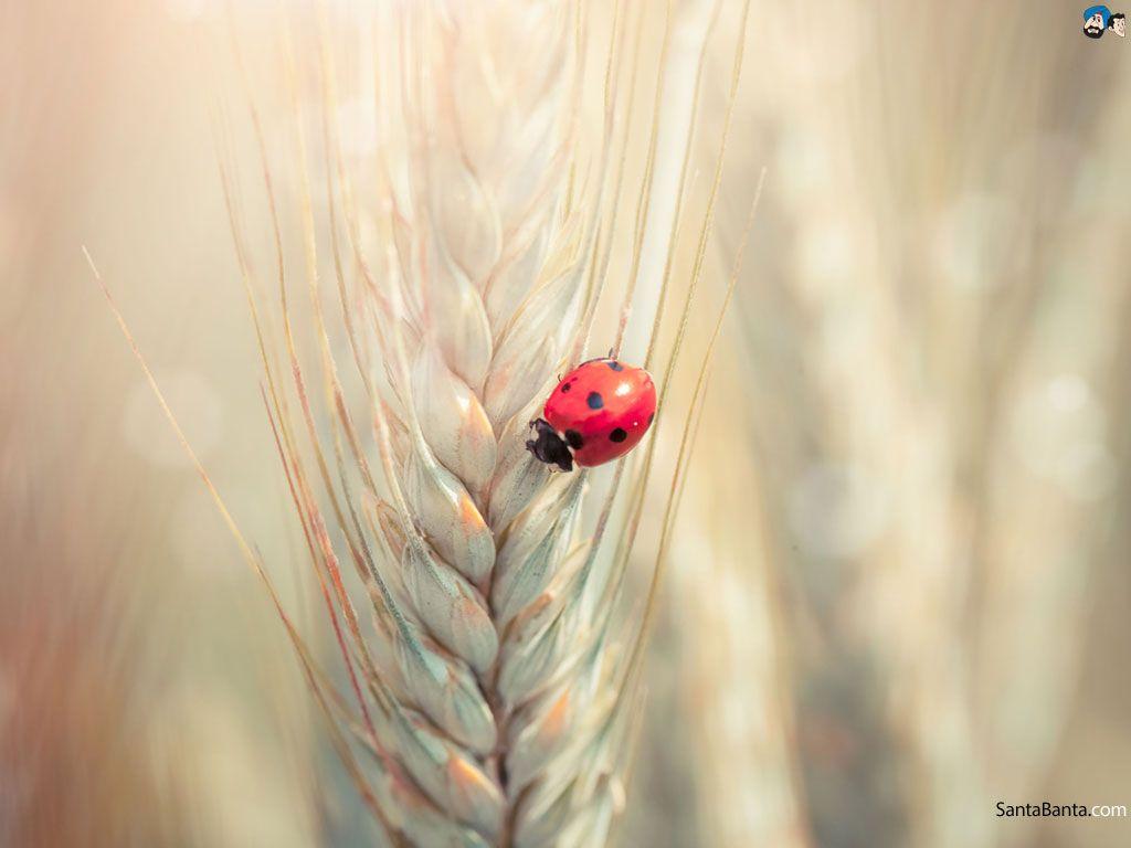 Adorable 41 Ladybird Image HD Quality