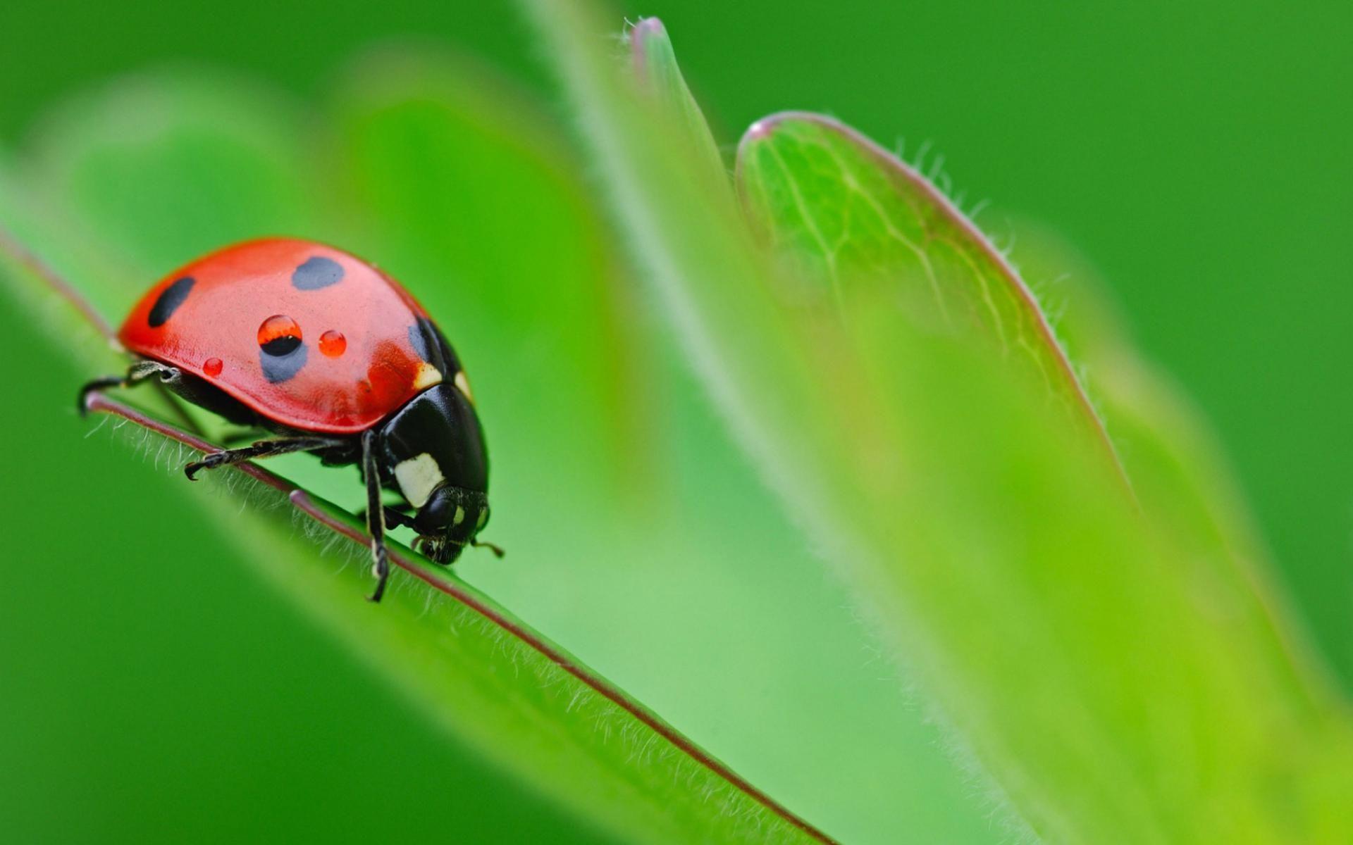 1920x1200px Lady Bird (110.73 KB).05.2015