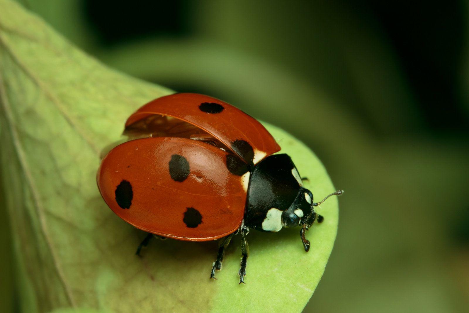 Ladybird Wallpapers - Wallpaper Cave