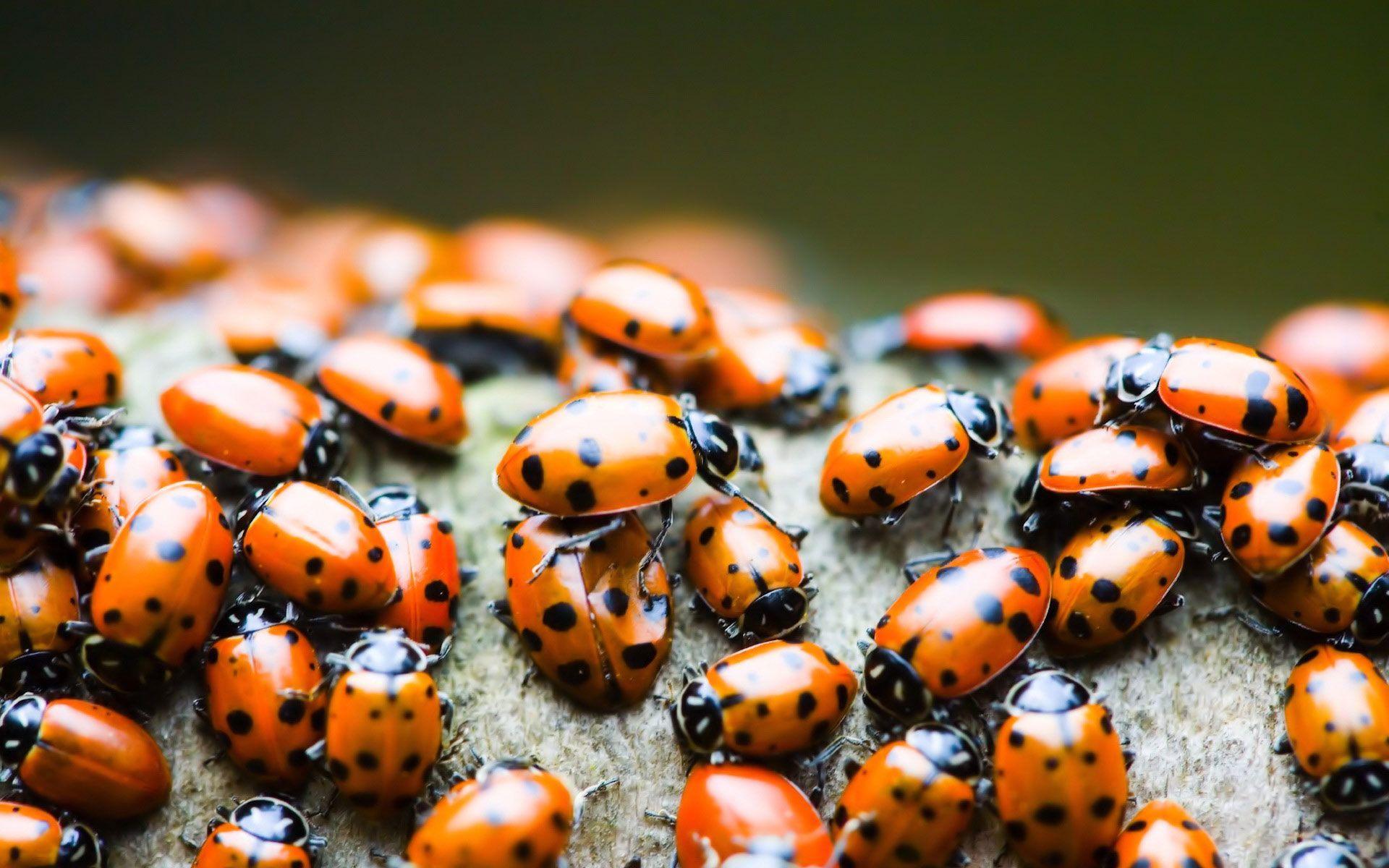 Ladybird Wallpapers - Wallpaper Cave