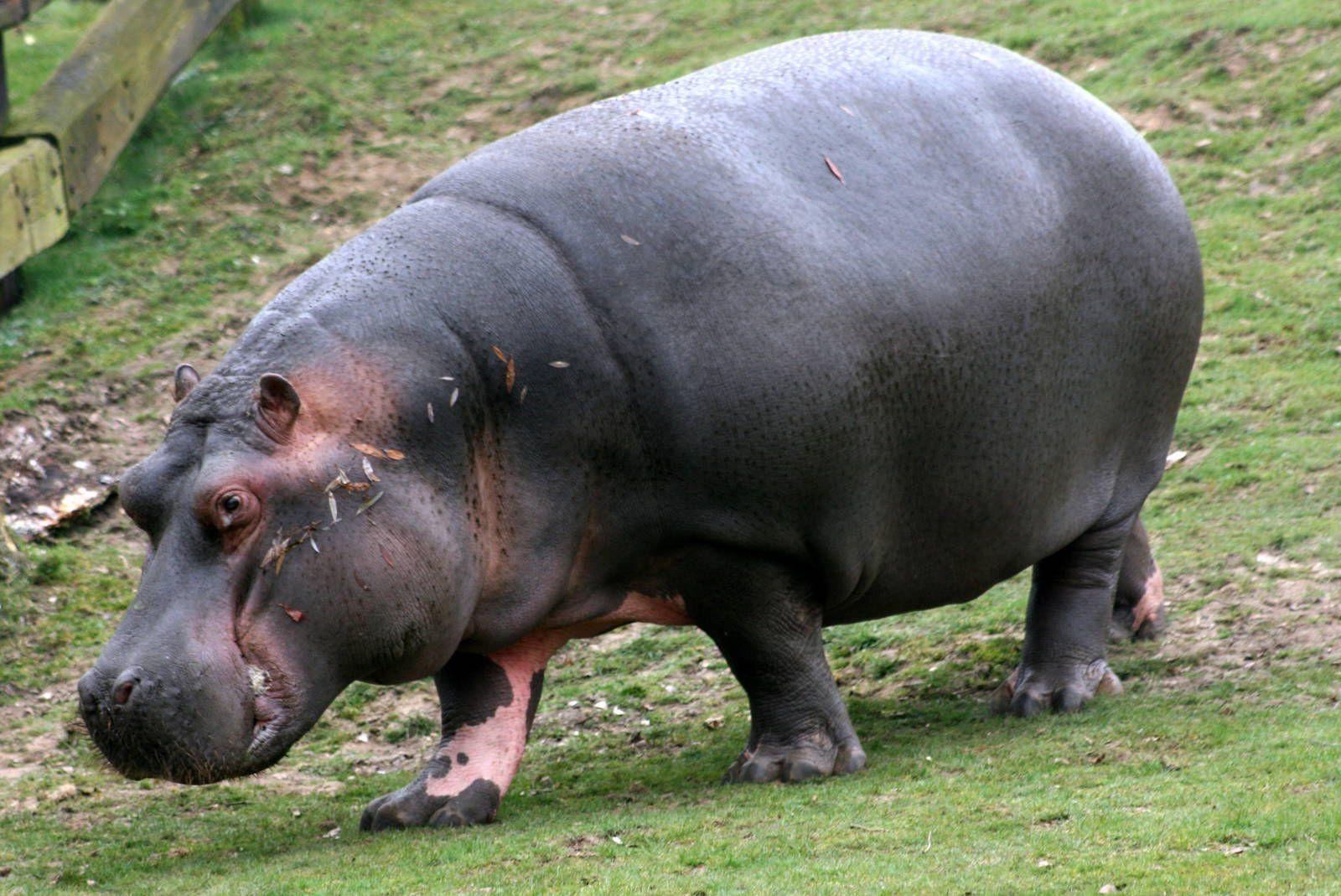 Hippopotamus HD Desktop Wallpaper