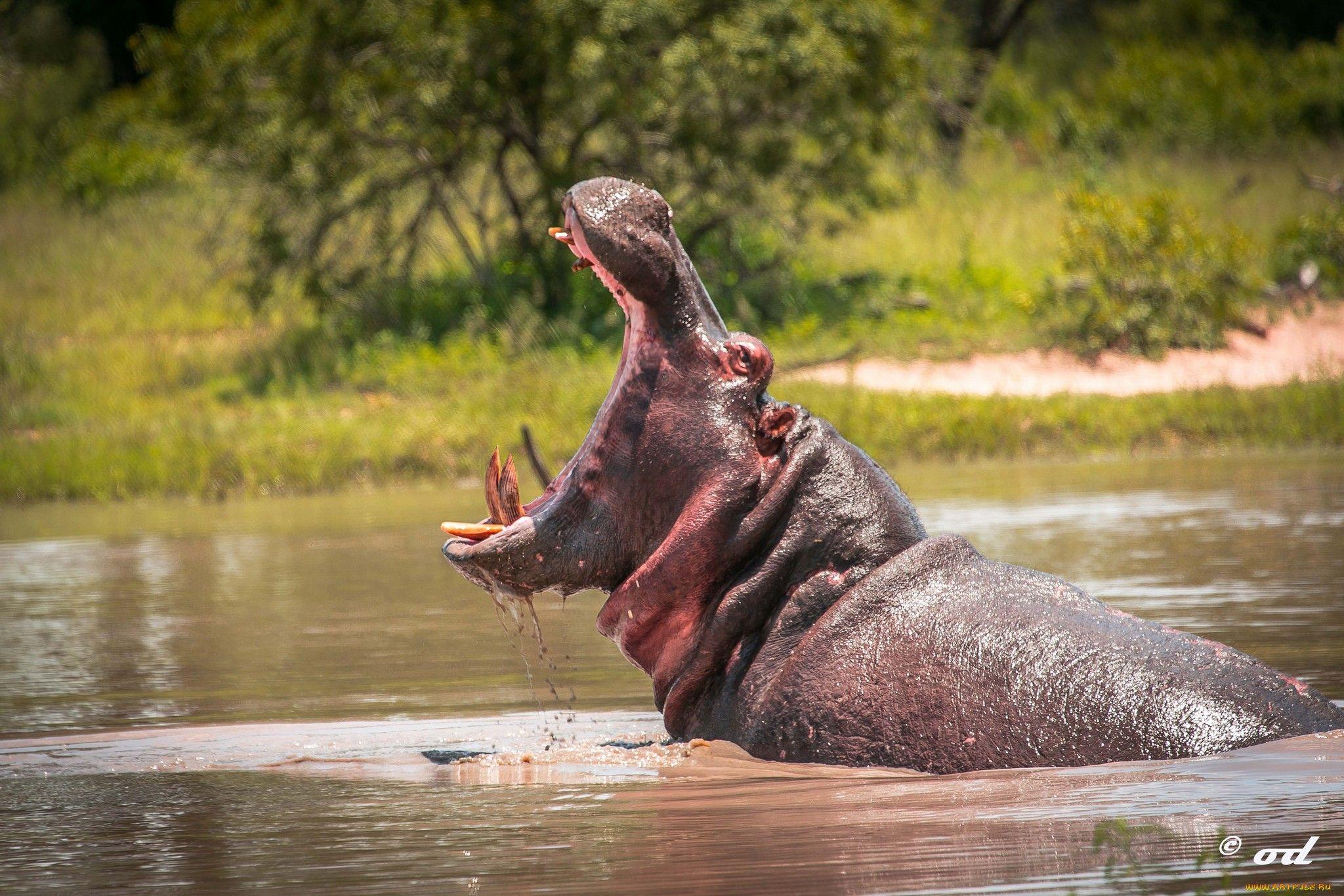 Hippo Full HD Wallpaper and Backgroundx1365