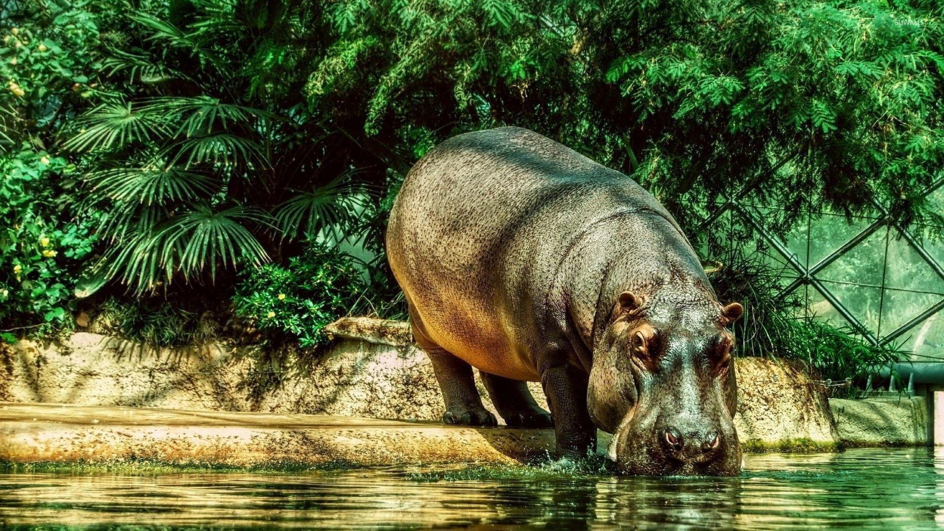 Hippo drinking water wallpaper wallpaper