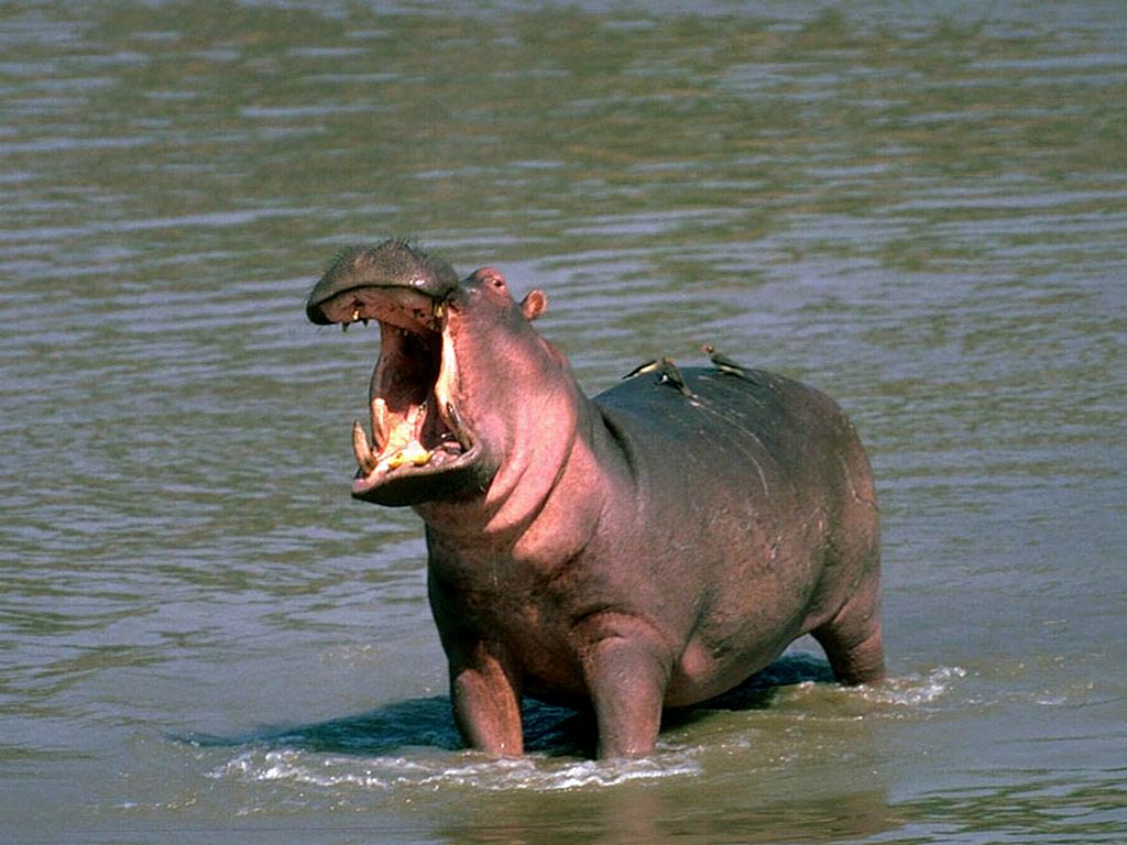 Free Hippopotamus (Hippo) Wallpaper download