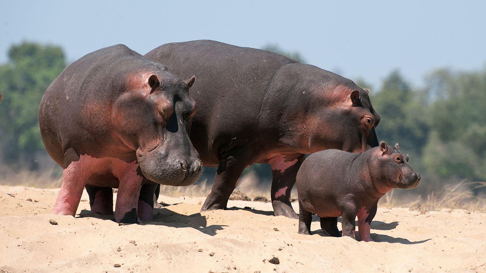 Picture Of A Hippopotamus, Wallpaper Download