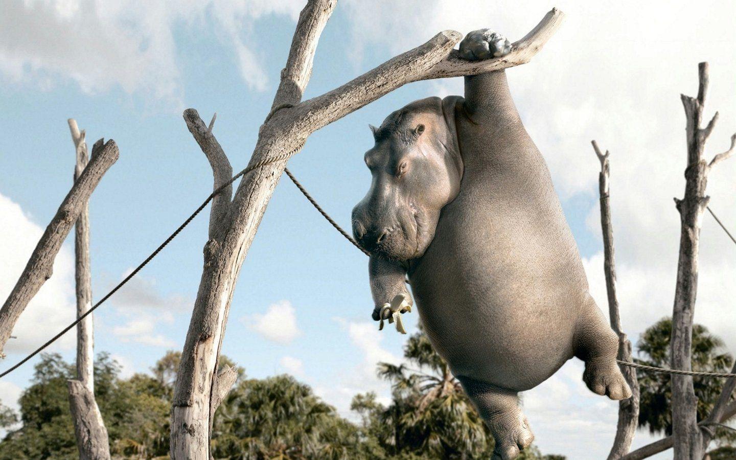 best image about Hippo c Nature wallpaper