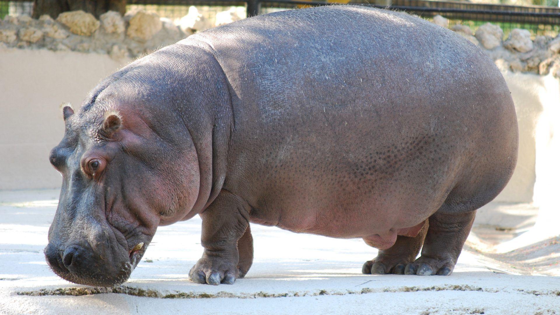 Hippopotamus Tag wallpaper: Hippopotamus Hippo Cute Animal