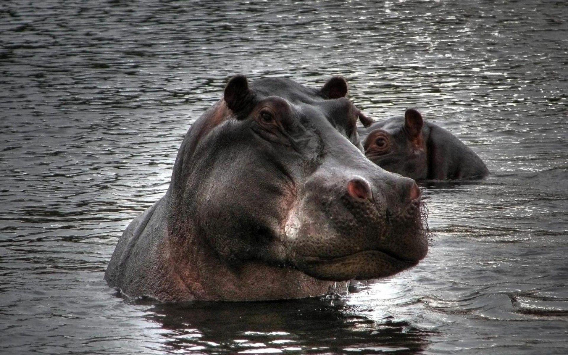 Hippopotamus Image. Sky HD Wallpaper. African animals, birds