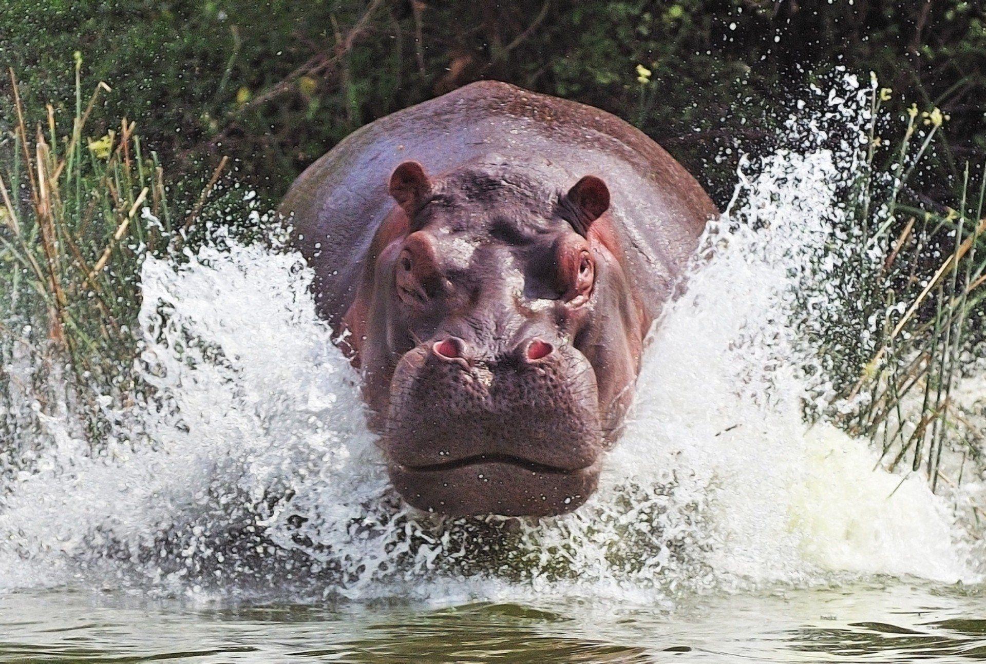 hippopotamus balloon river behemoth HD wallpaper
