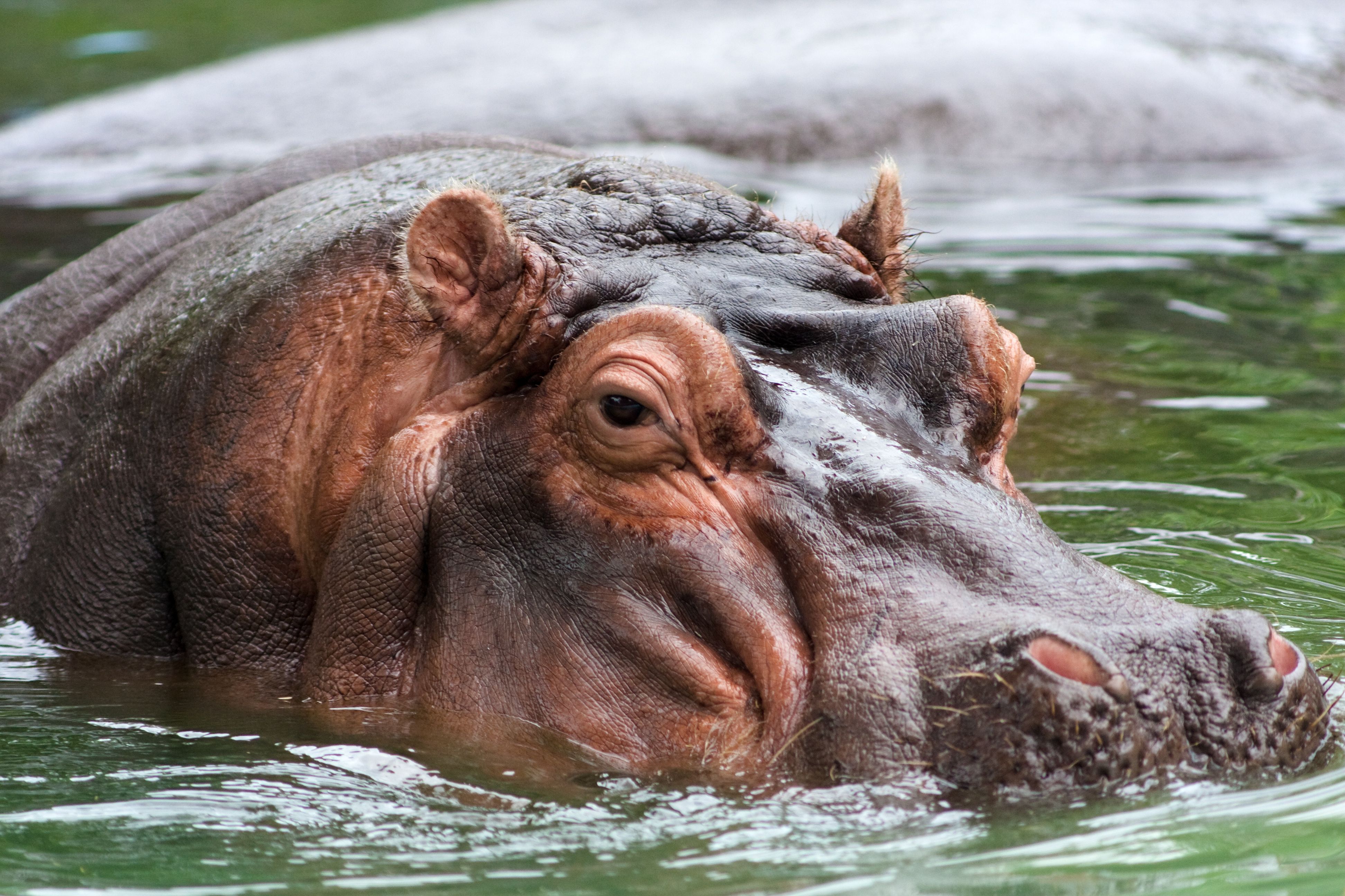 Hippopotamus Wallpaper Image Photo Picture Background