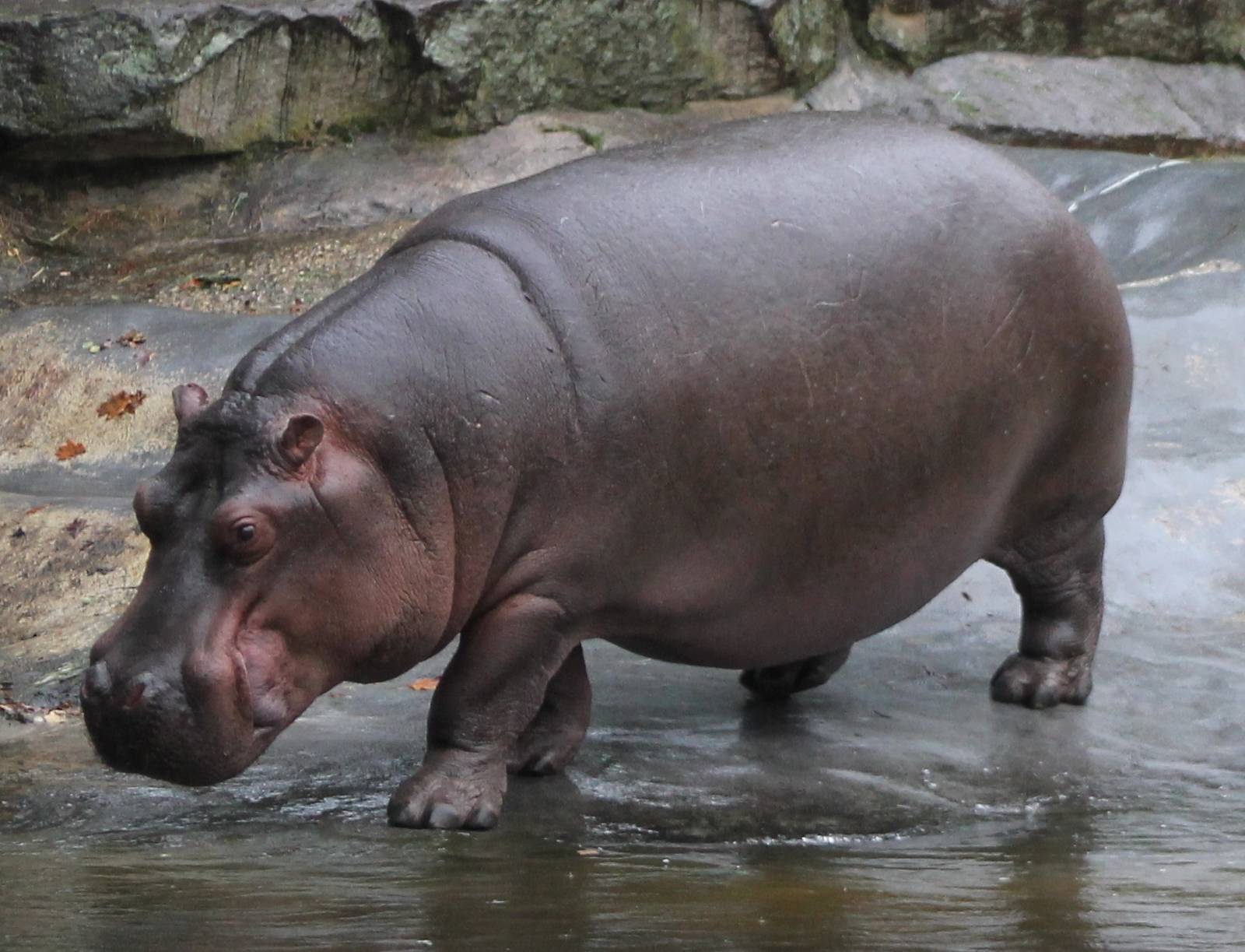 High Quality Hippo Wallpaper. Full HD Picture