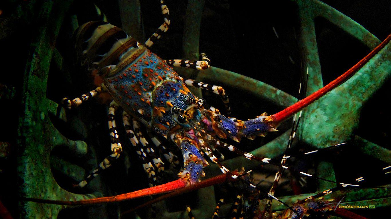 Lobster Wallpaper, Lobster PC Background ( VV)