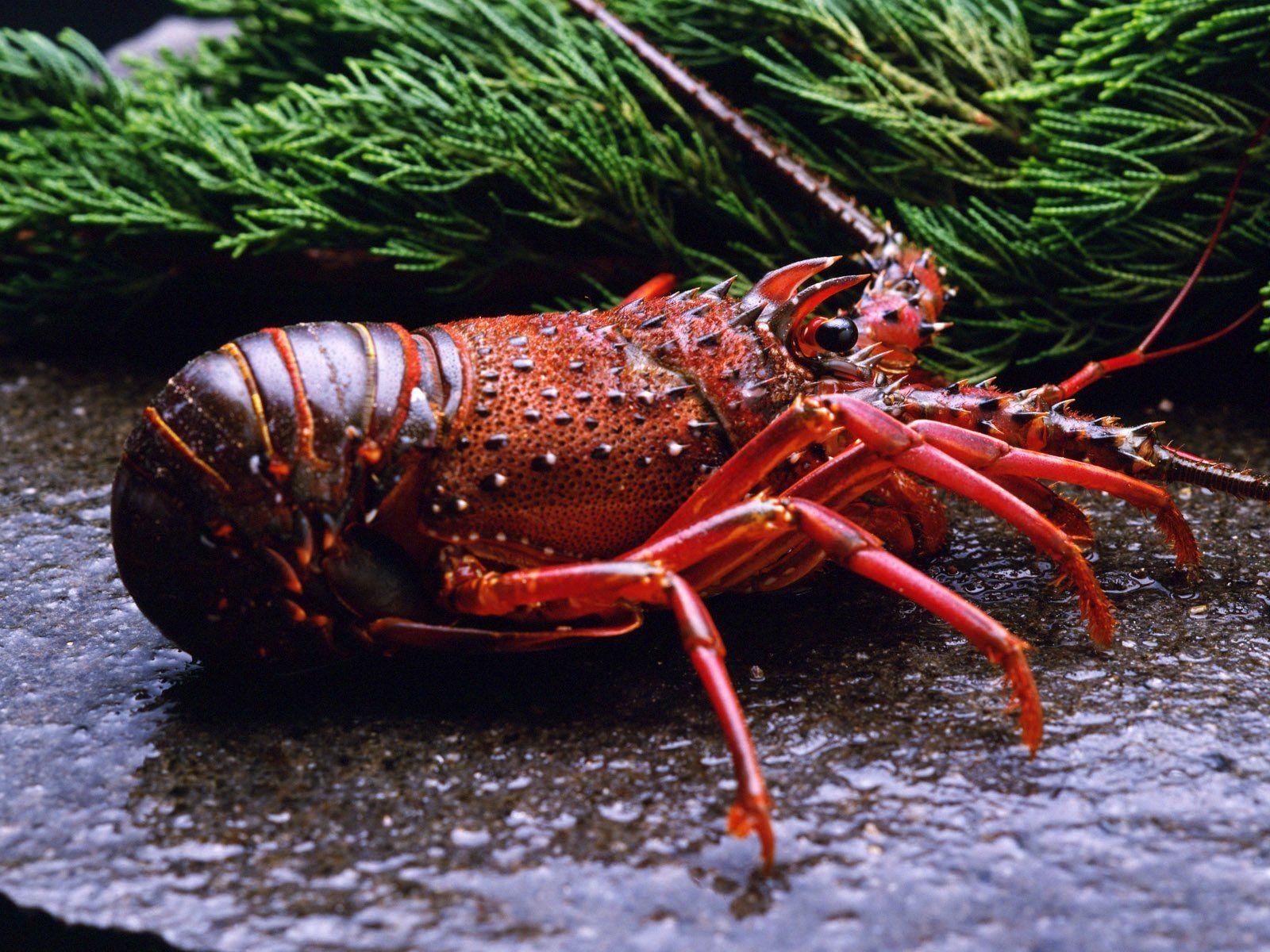 Lobster HD Wallpaper and Background Image