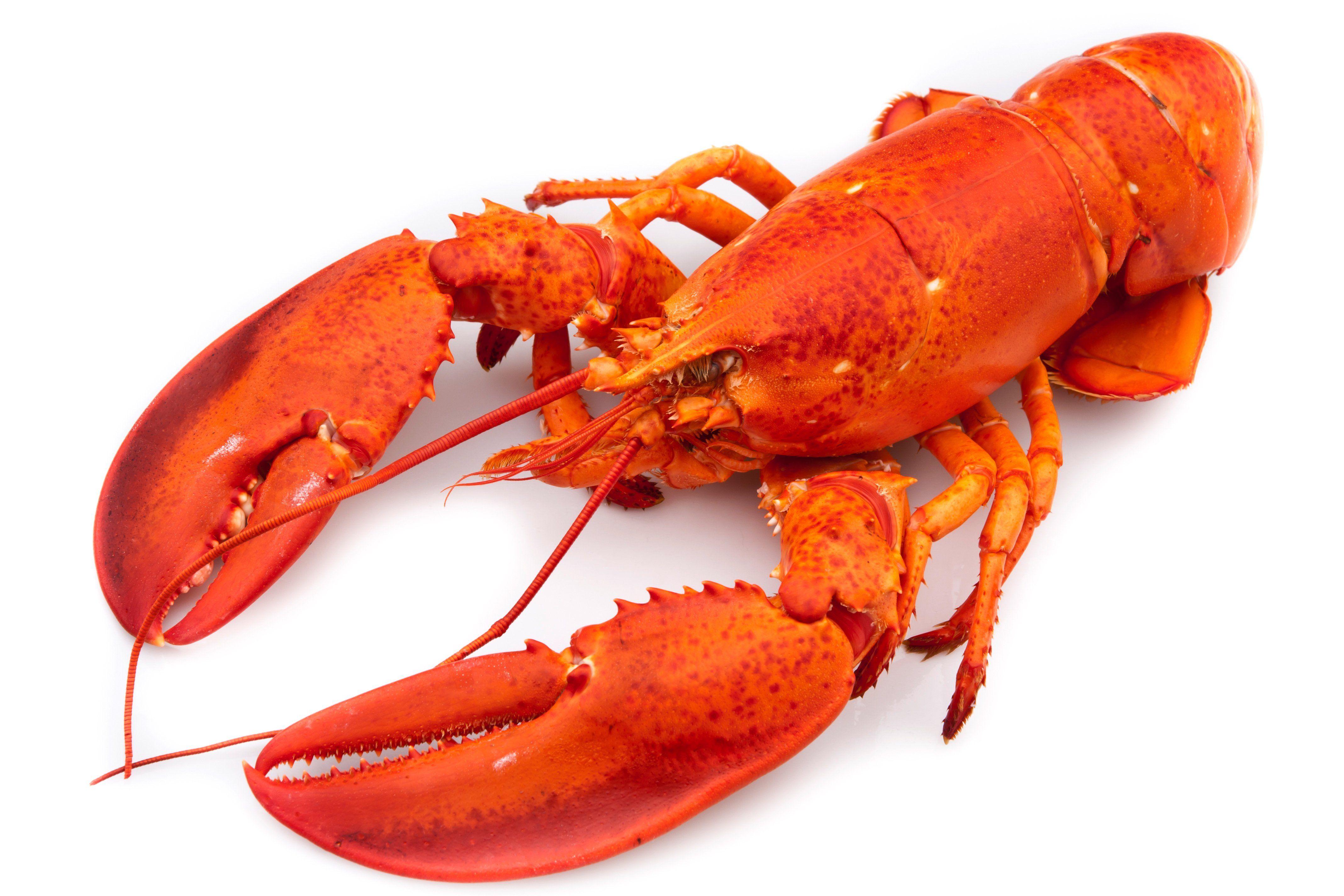Lobster Wallpapers Wallpaper Cave