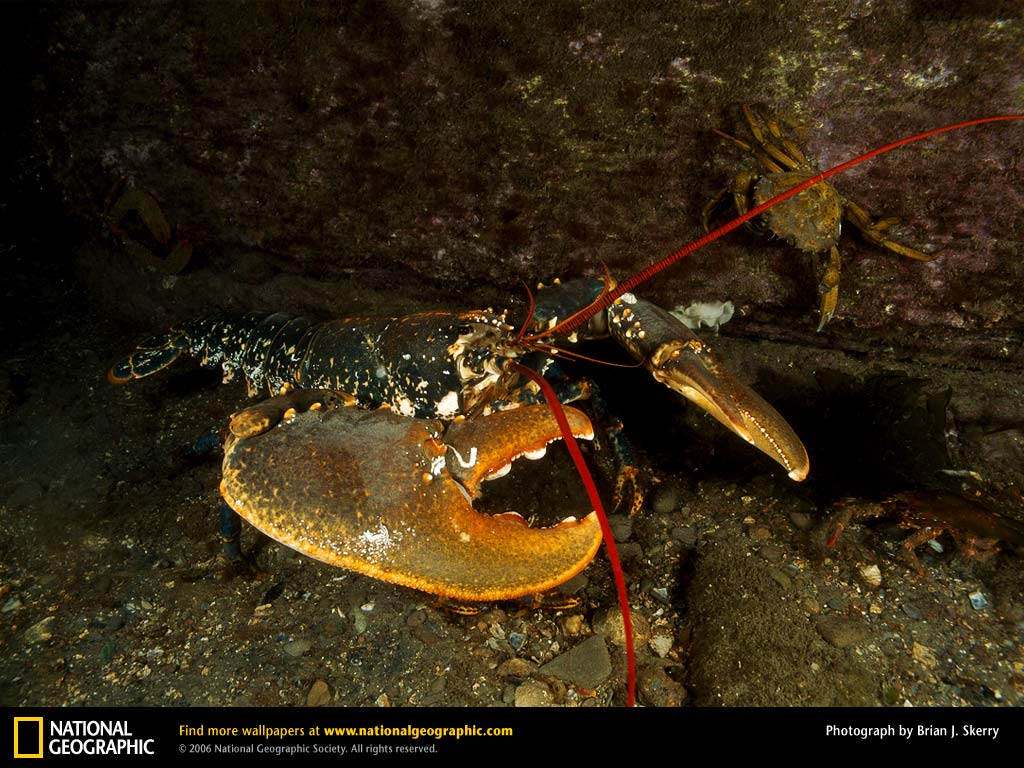 Lobster Picture, Lobster Desktop Wallpaper, Free Wallpaper