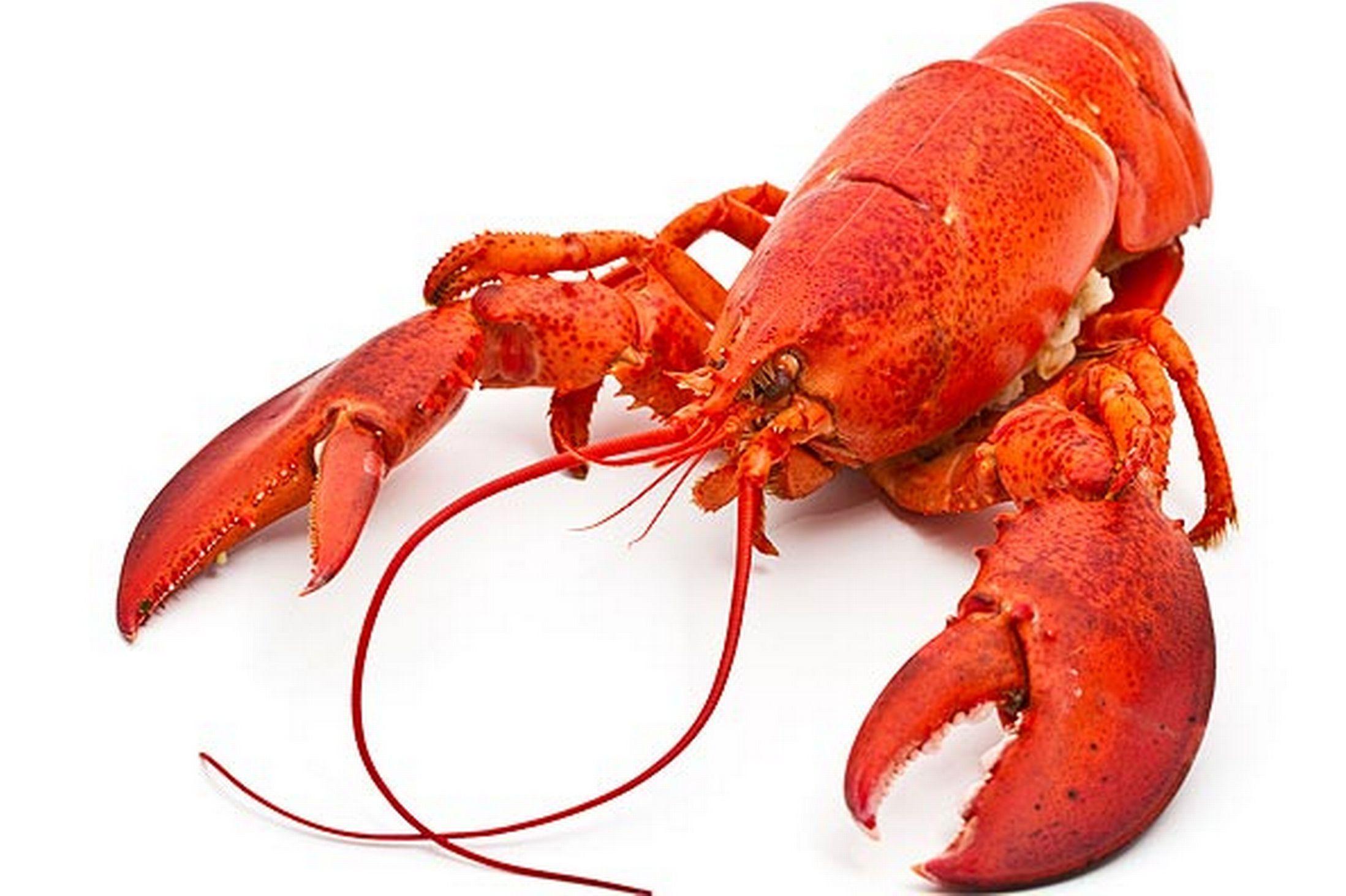 1170x500px Lobster (58.9 KB).08.2015
