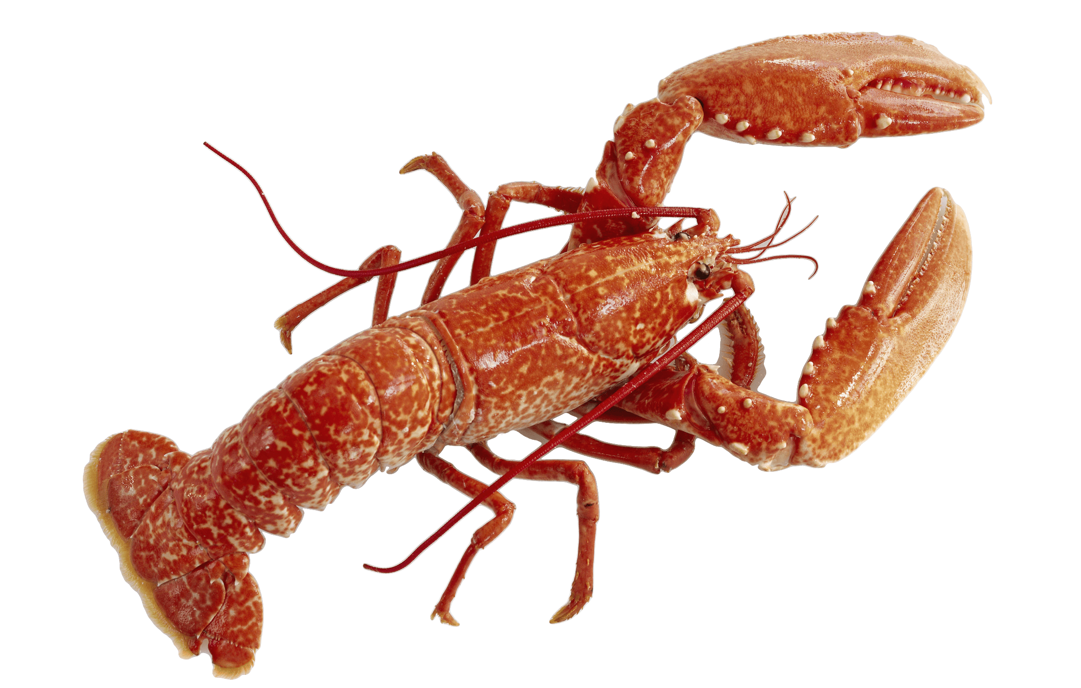 Lobster png
