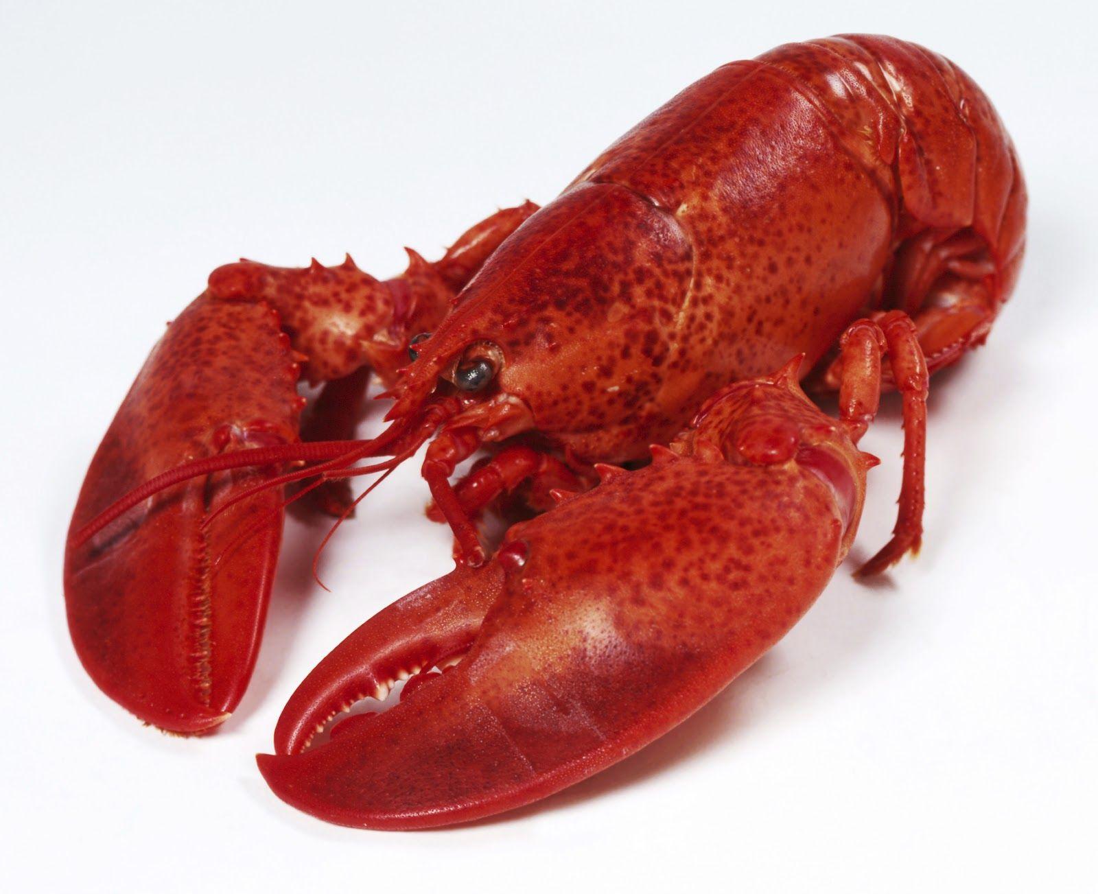 1600x1303px Lobster (210.98 KB).08.2015