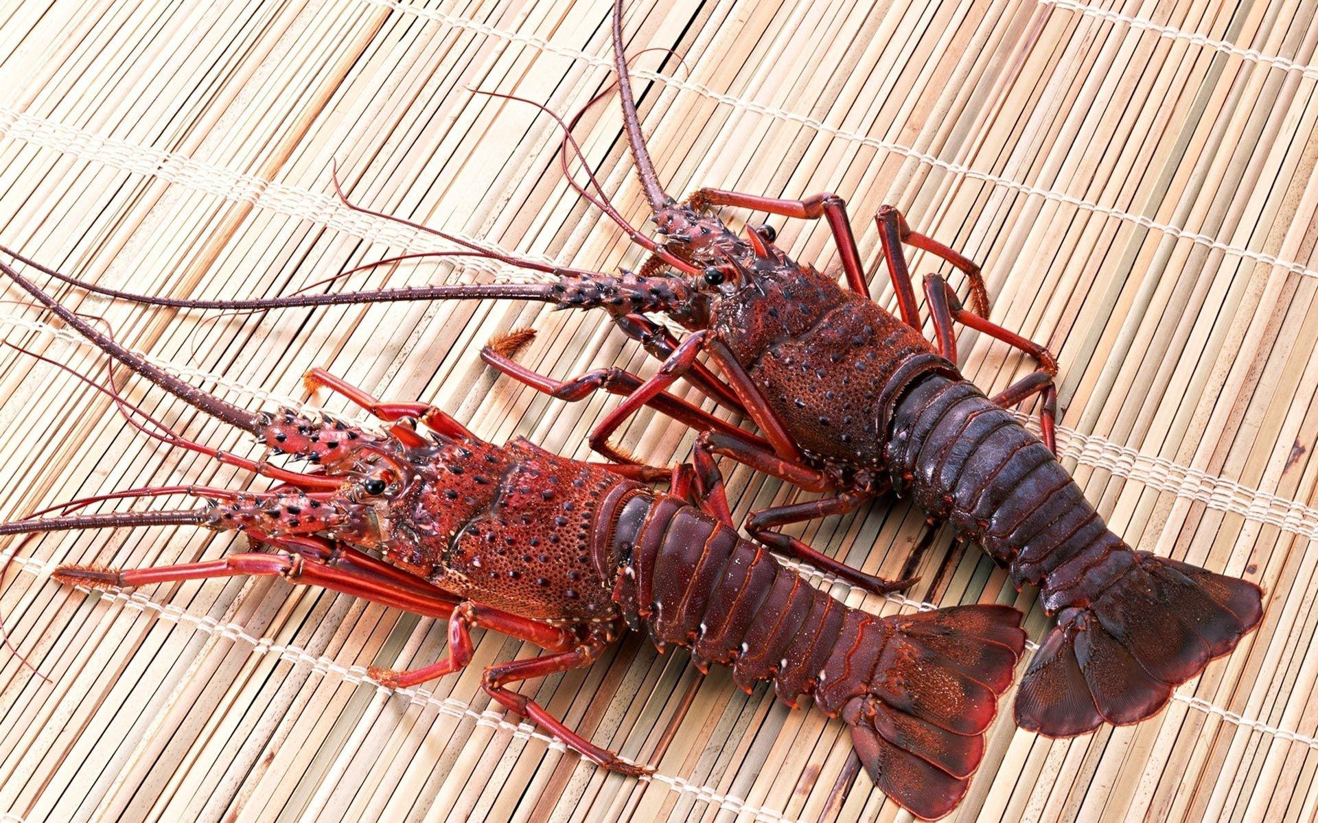 Lobsters Hd Widescreen (1920×1200). Anatomy: Water