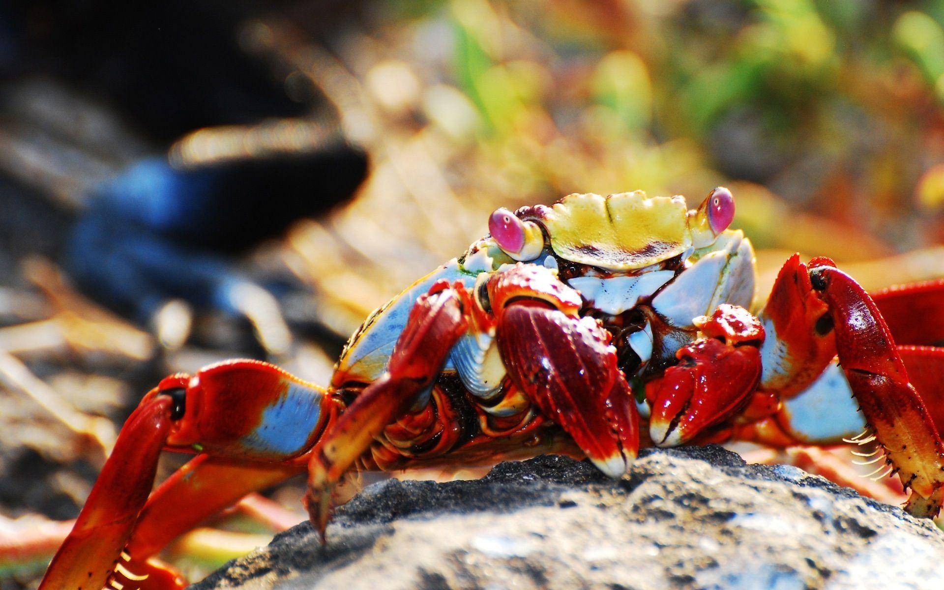 Find out: Lobster Crab wallpaper /lobster
