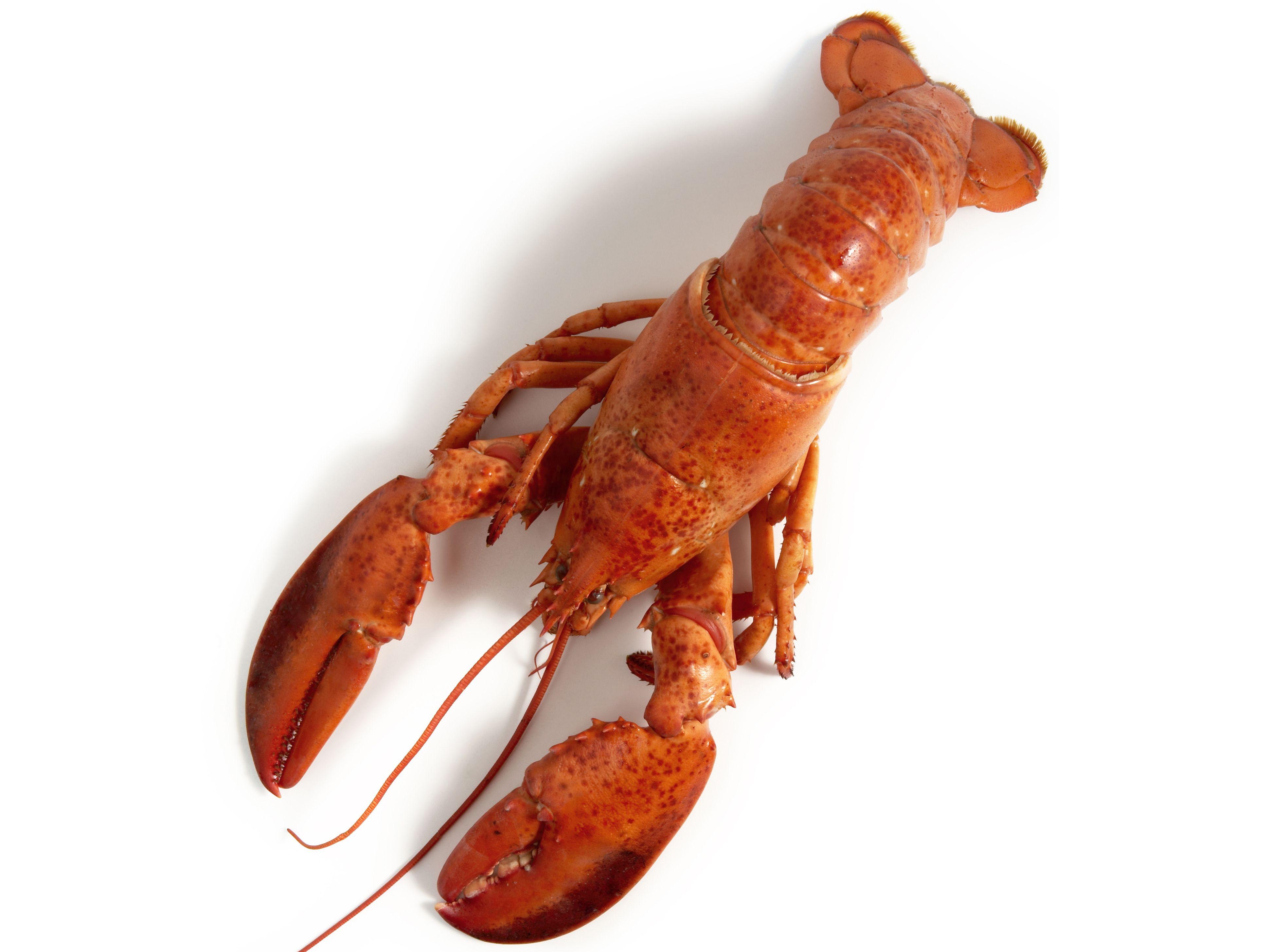 1200x1200px Lobster (136.89 KB).03.2015