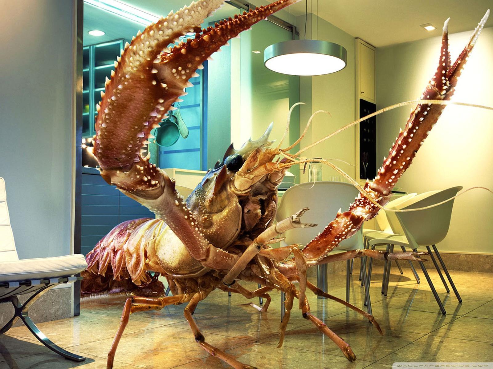 Wallpaper Funny Huge Lobster At Home x 1200 Funny