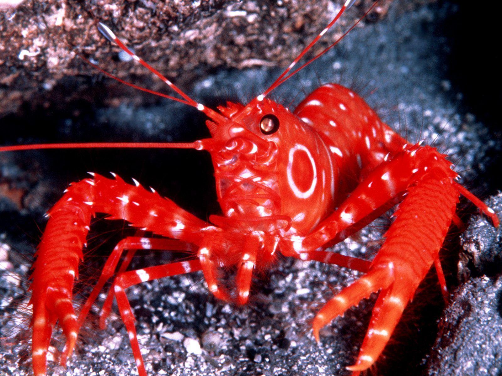 Download Bullseye Lobster, Hawaii Wallpaper, Picture, Photo