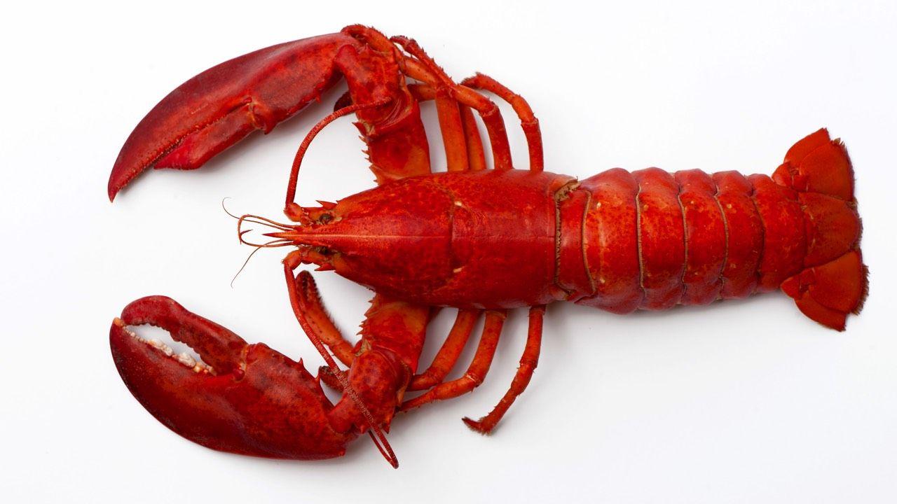 Why are lobsters cooked alive and do they feel pain?