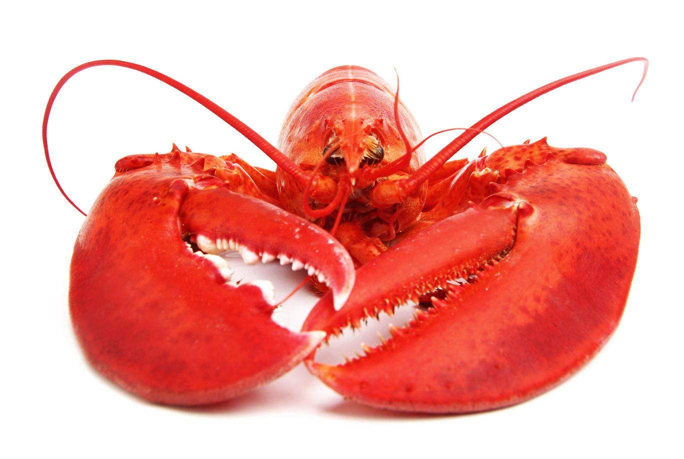 What You Might Not Know About Lobsters