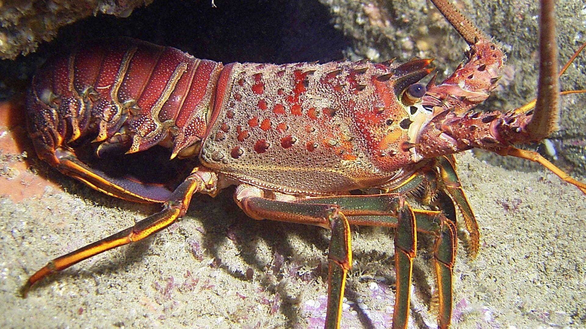 Lobster Tag wallpaper: Lobster Animals Fish Sea HD Image Download