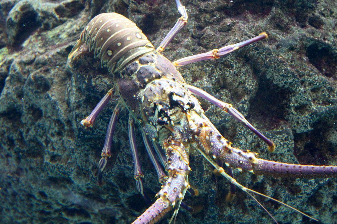 Lobster Wallpapers Wallpaper Cave HD Wallpapers Download Free Images Wallpaper [wallpaper981.blogspot.com]