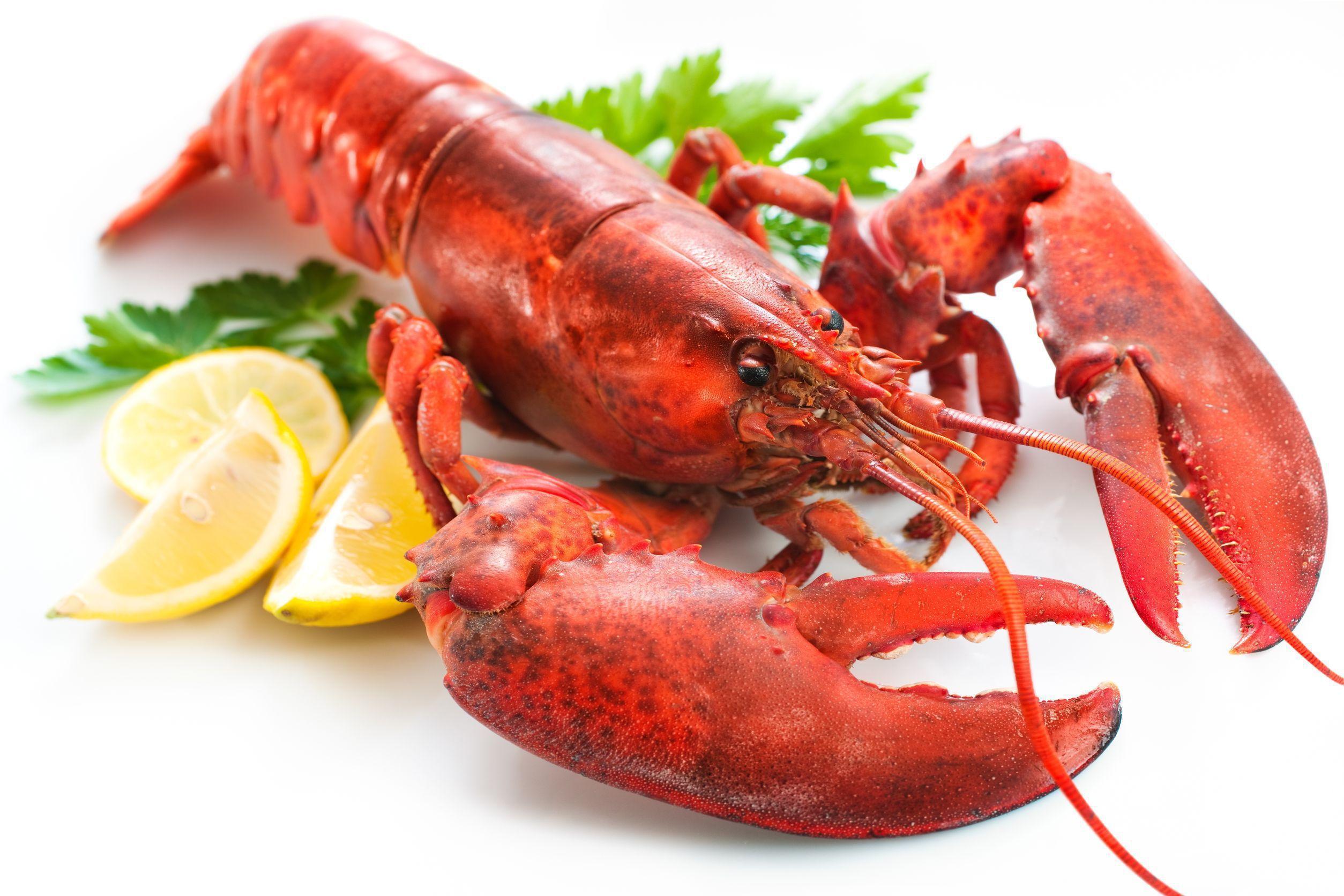 Lobster Free HD Wallpaper Image Background