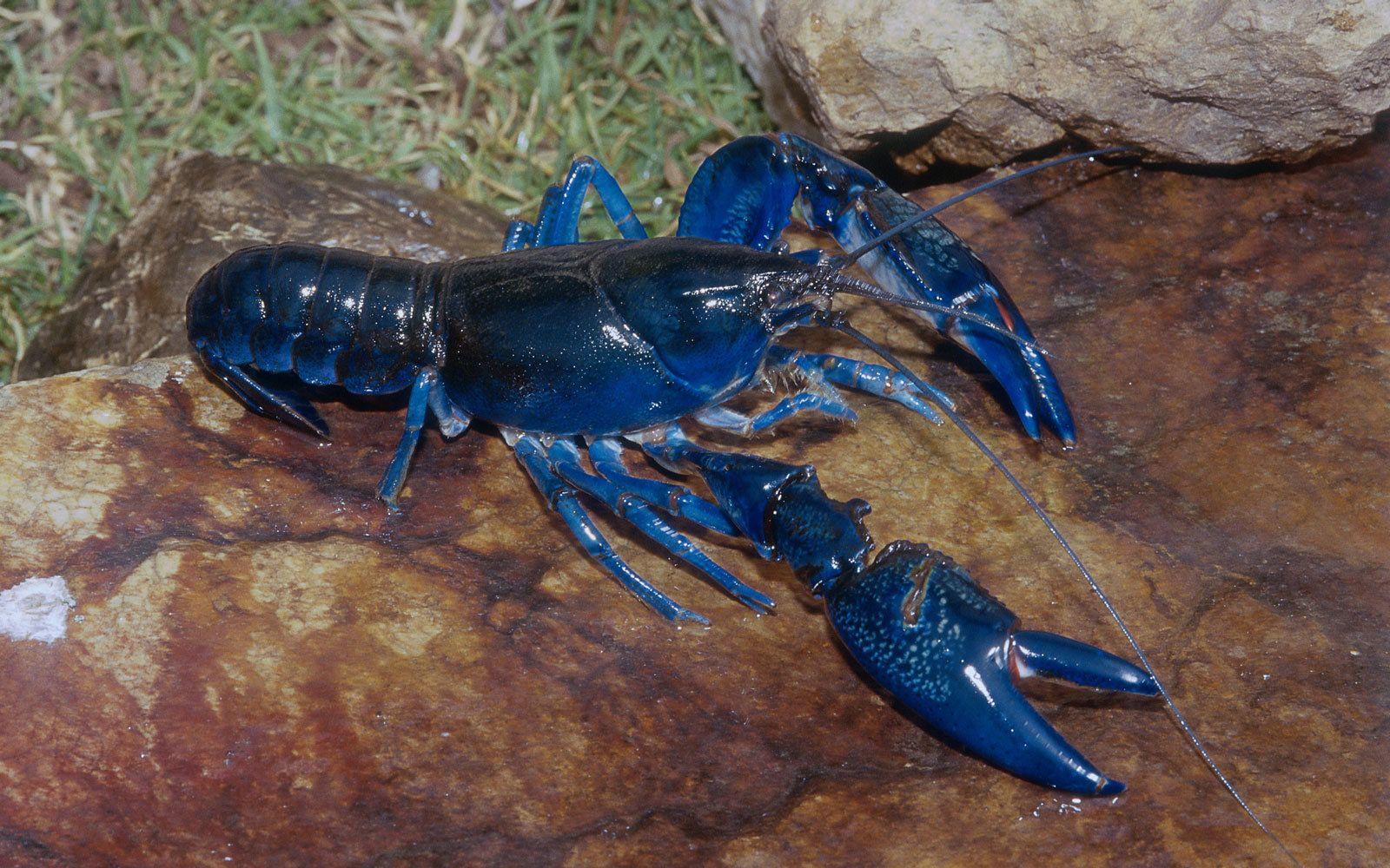Lobster Image Group