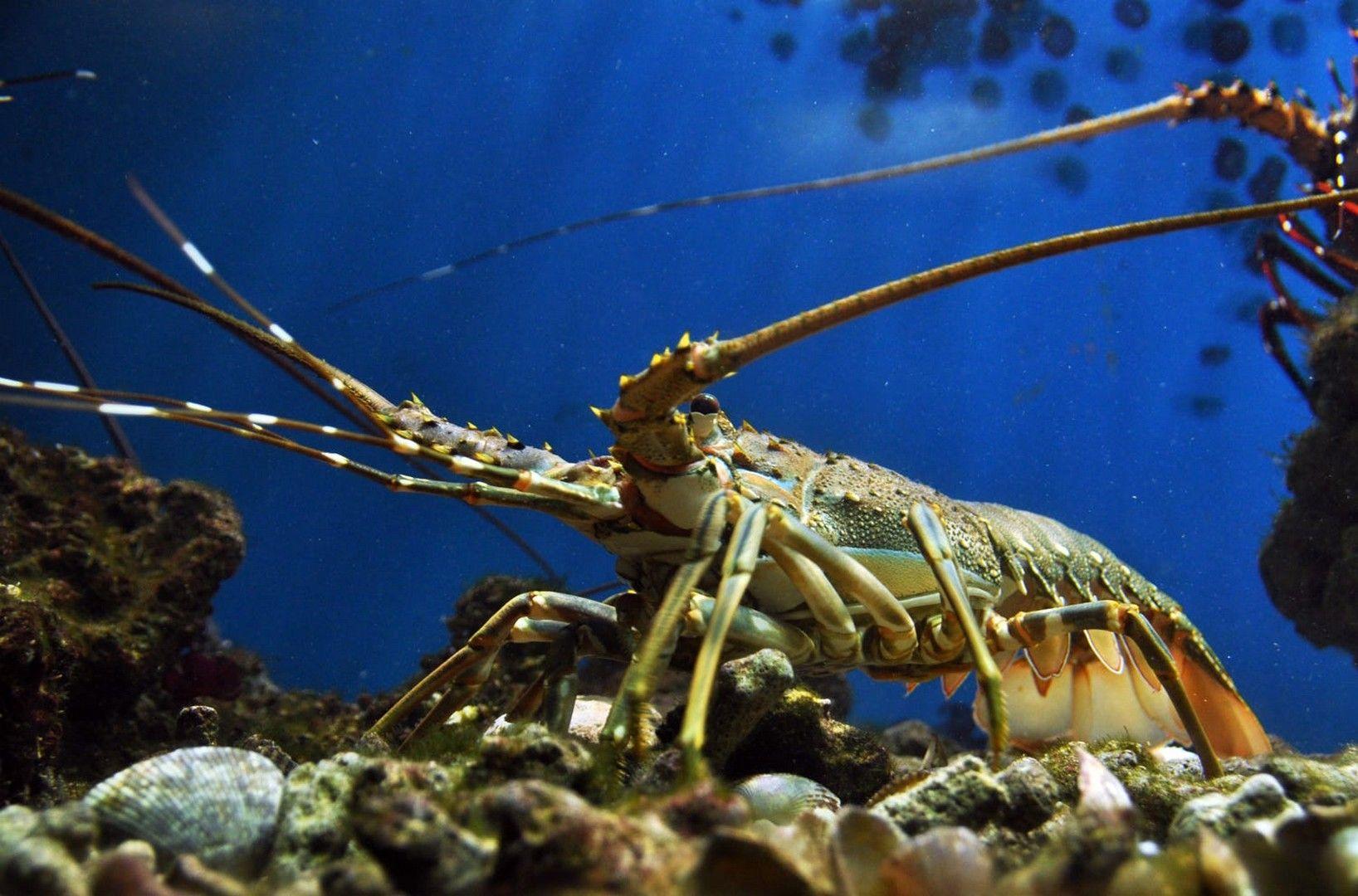 HD crayfish wallpaper