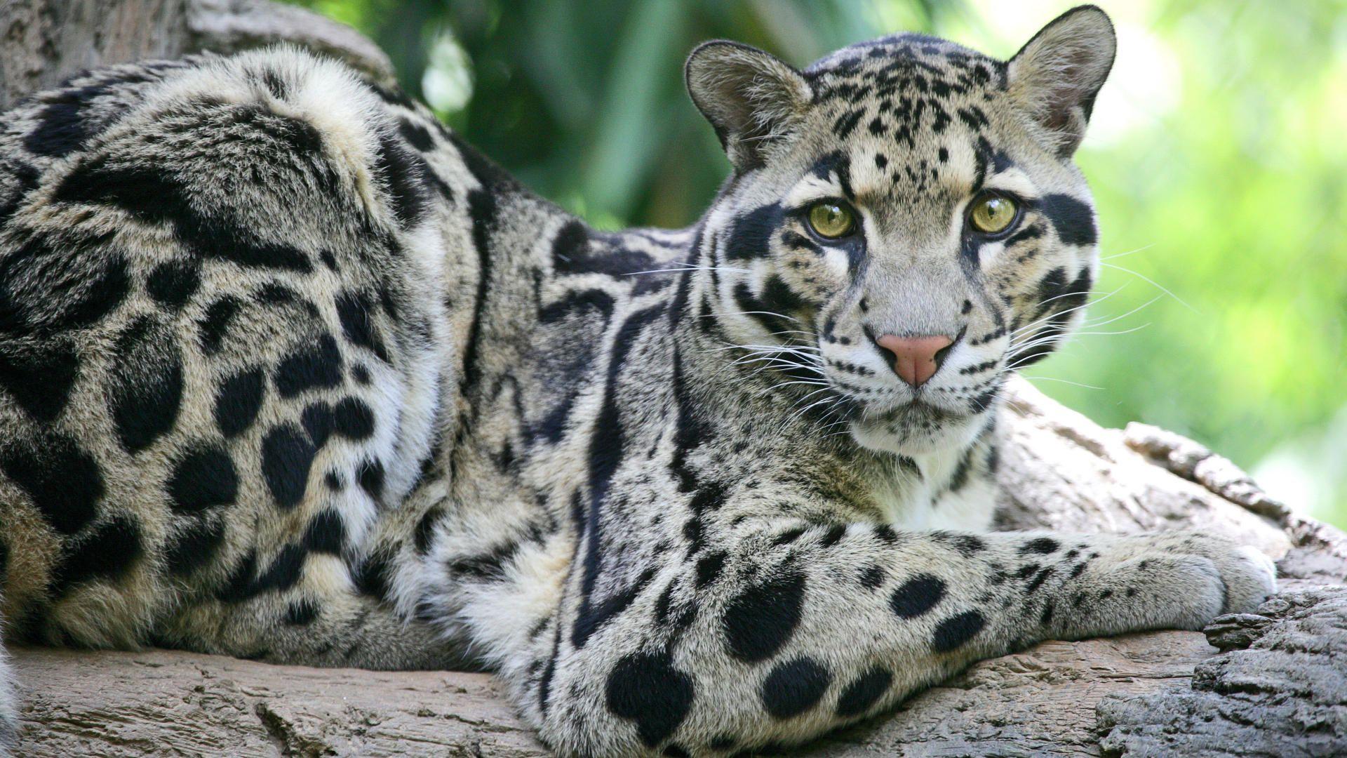 Clouded Leopard Information, Facts, Habitat, Adaptations, Baby