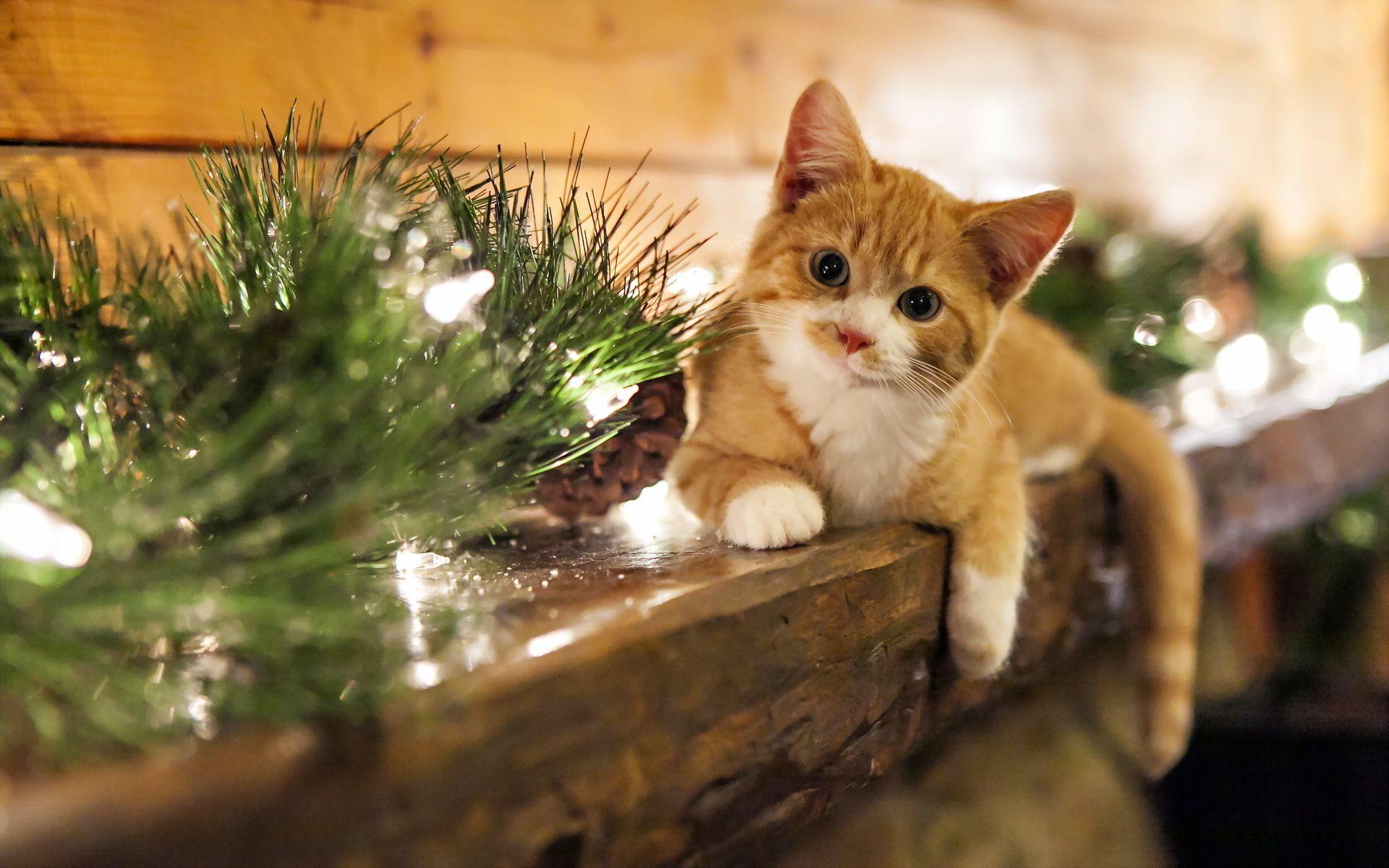 Christmas Cats Wallpapers - Wallpaper Cave
