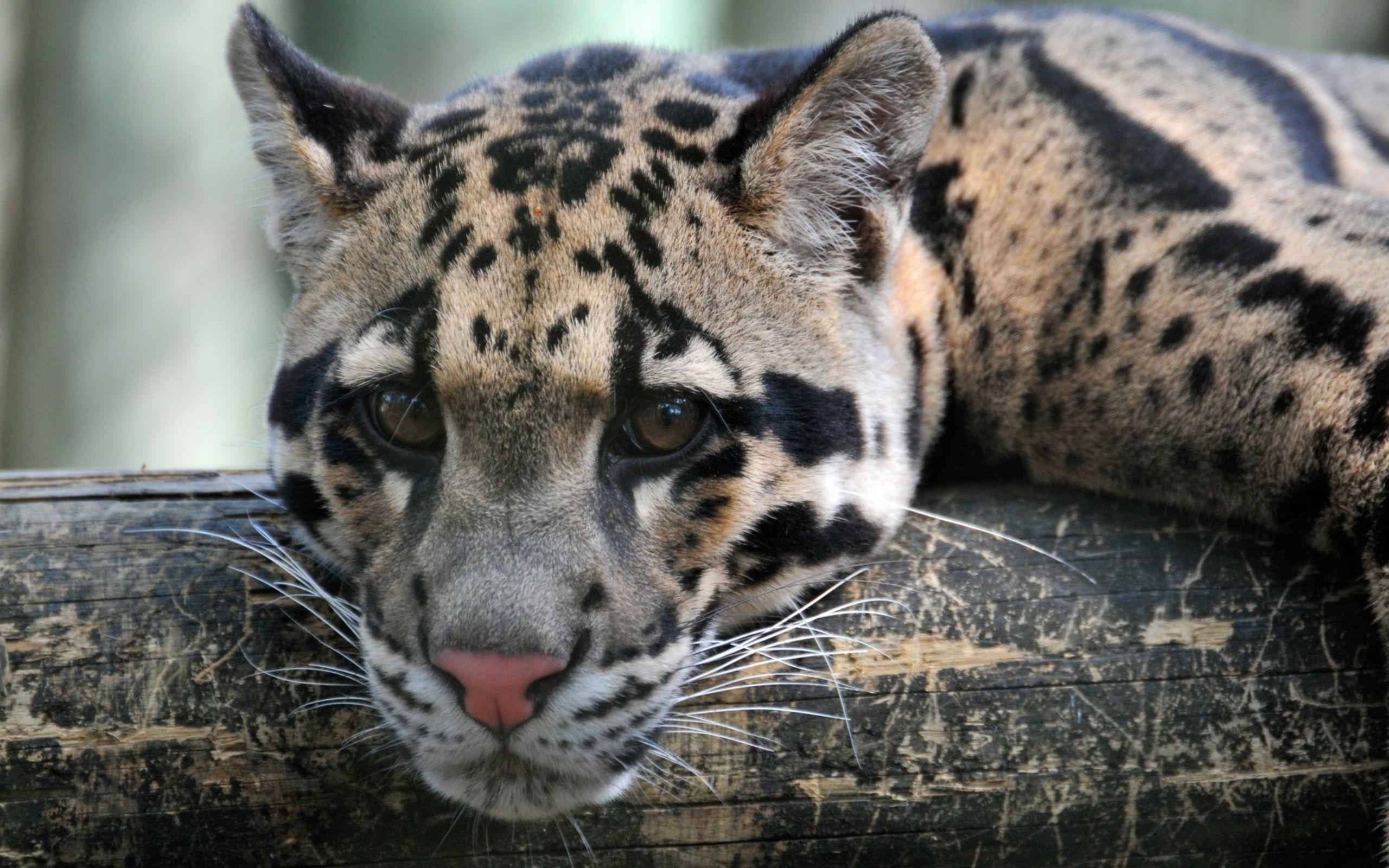 Clouded Leopard Full HD Wallpaper and Backgroundx1600