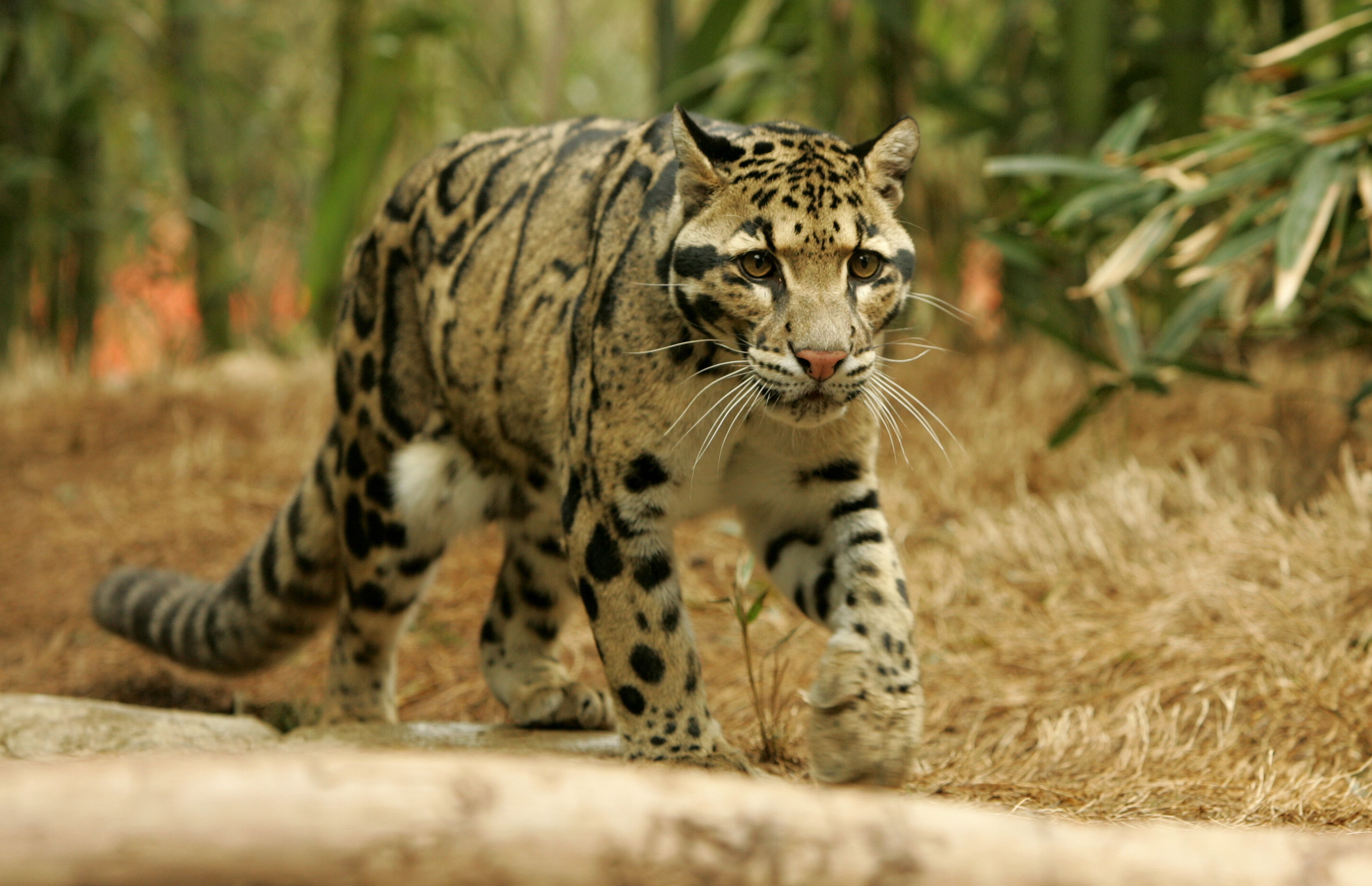 Clouded Leopard Items